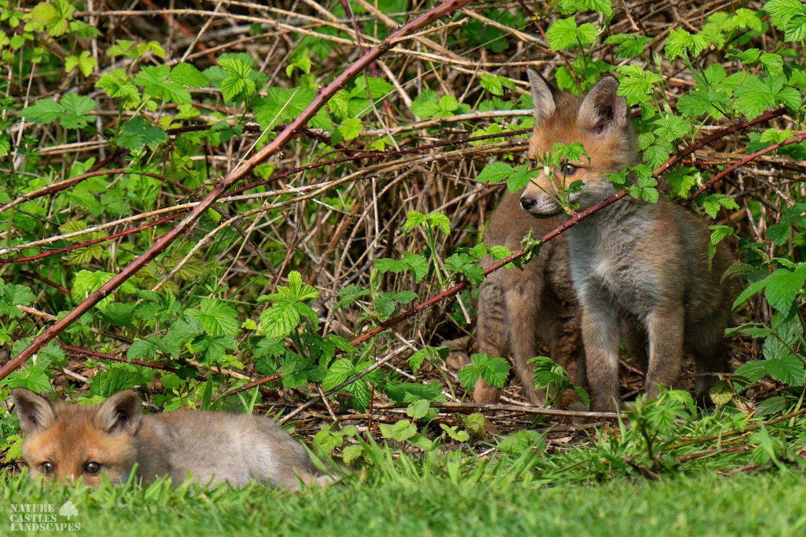 the fox cubs chilling in the sun at this forest clearing