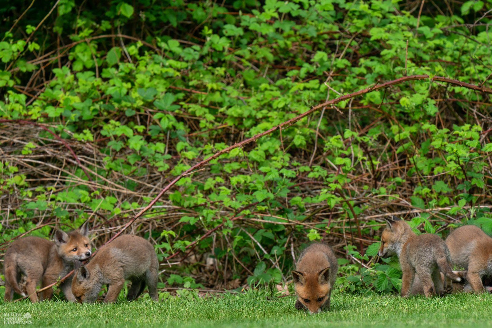 picture of playing young foxes at the edge of the forest