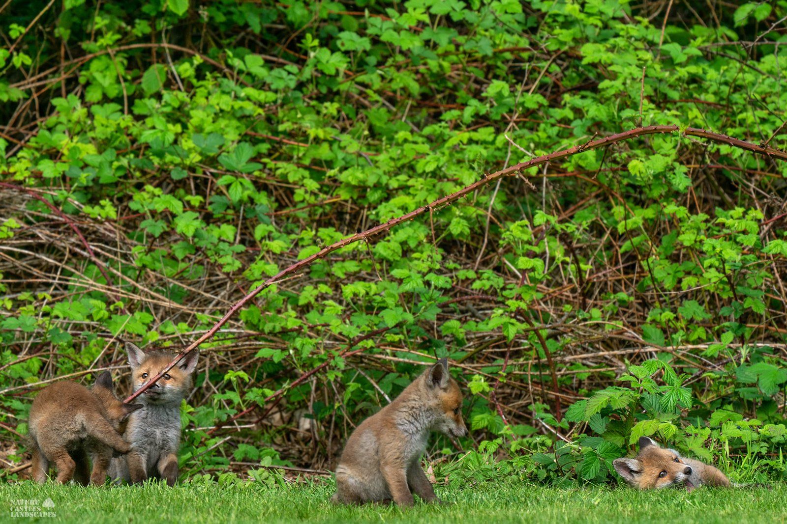 picture of playing foxes in the sun