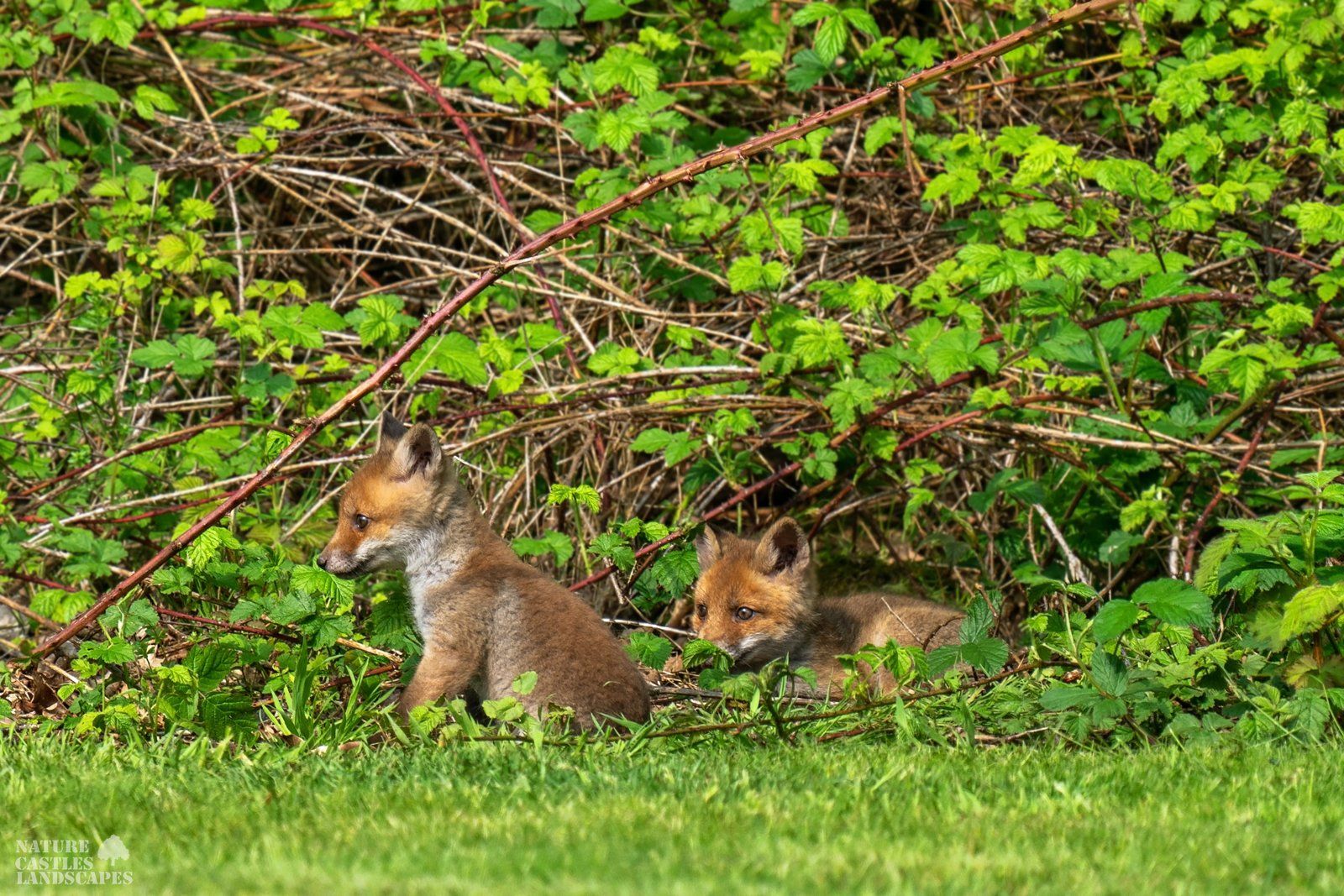 young foxes explore the world