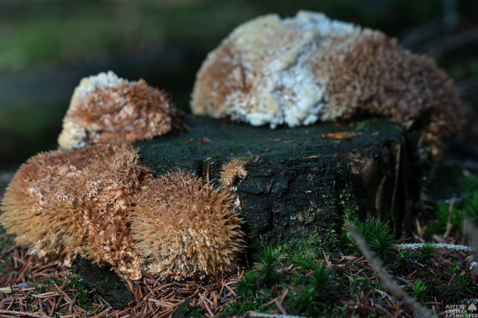 Postia ptychogaster mushroom