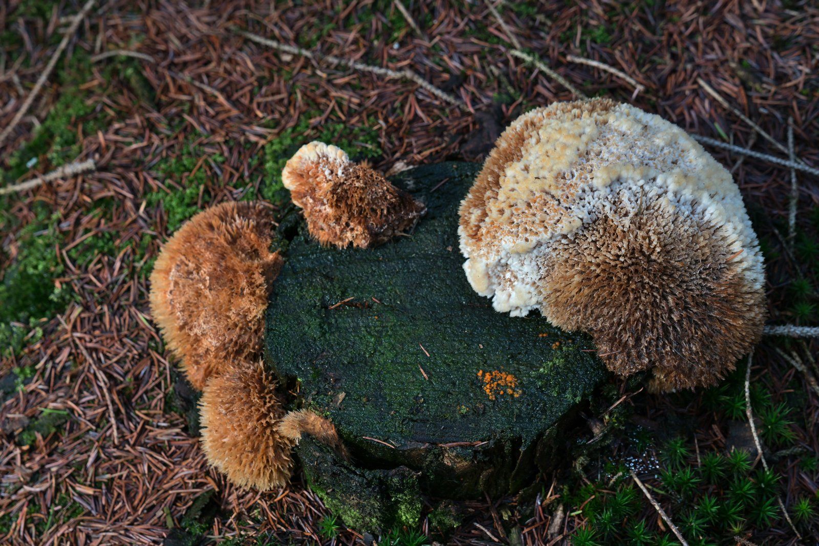 Postia ptychogaster on a tree stump