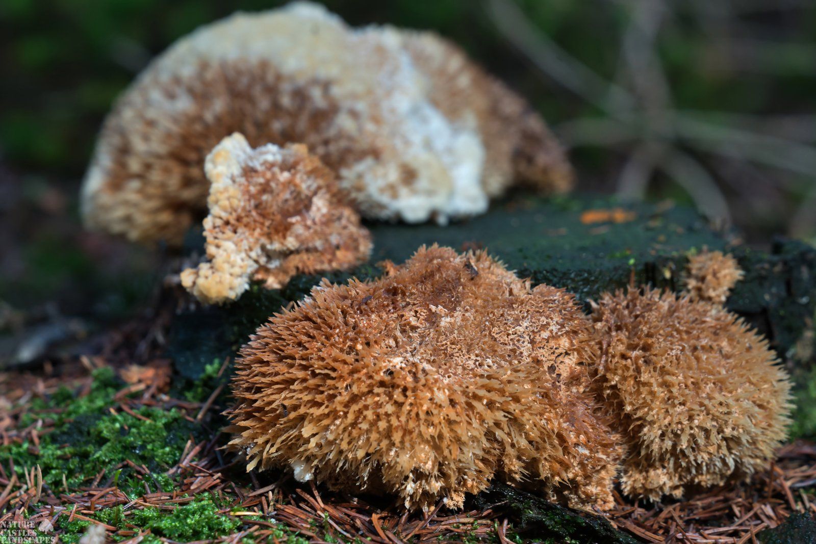 Polsterpilz, Stacheln wie ein Seeigel