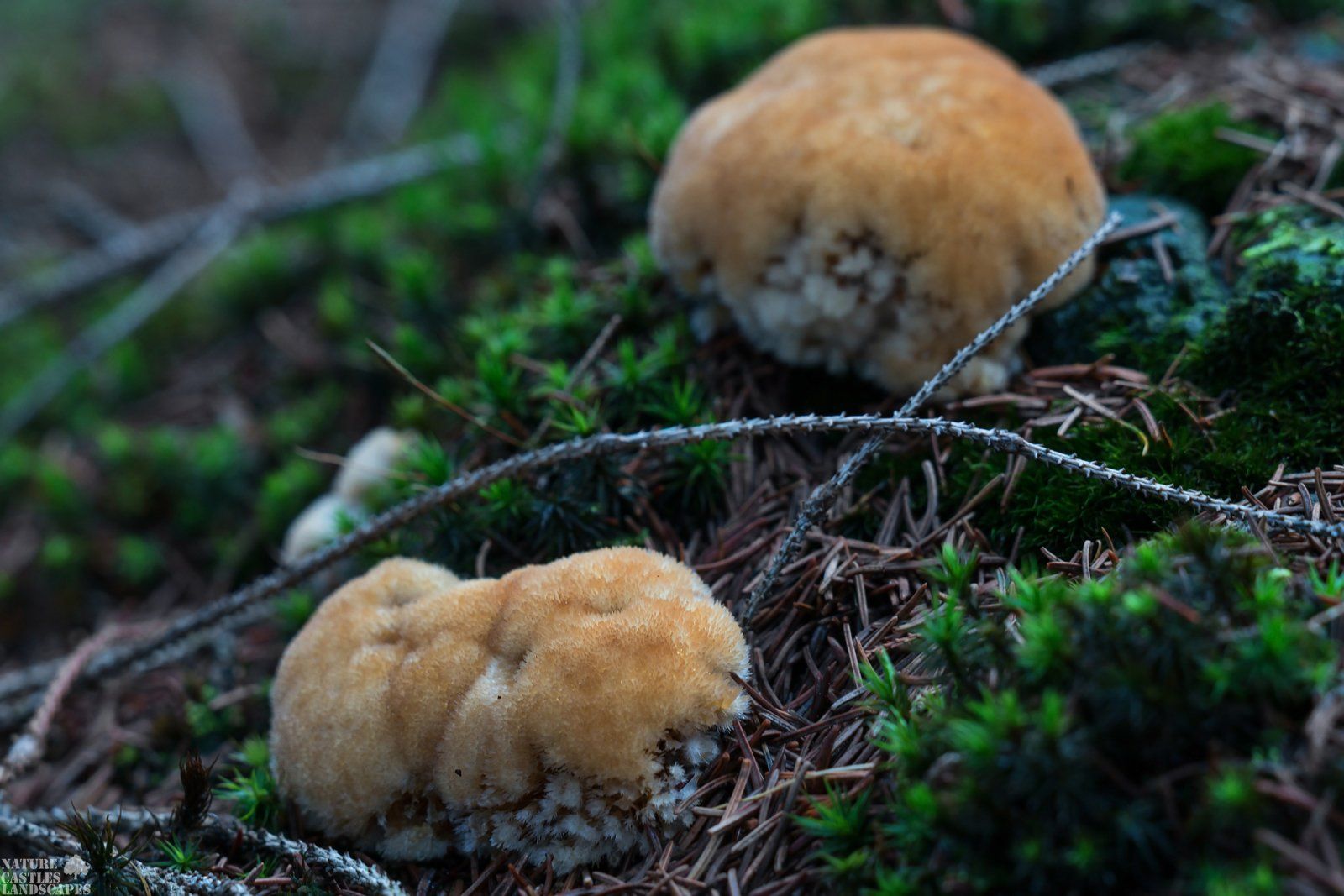 junger Postia ptychogaster