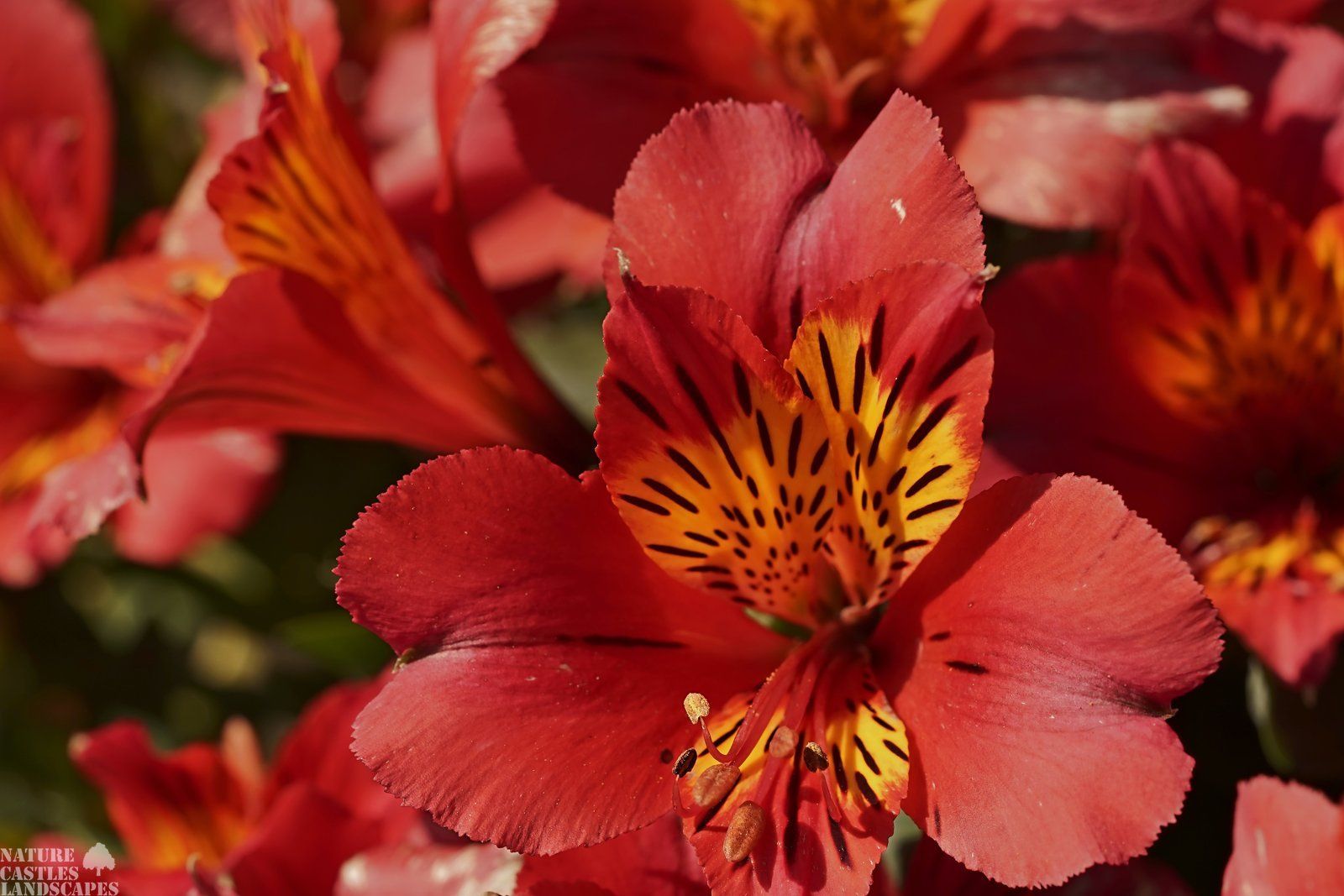 Alstroemeria