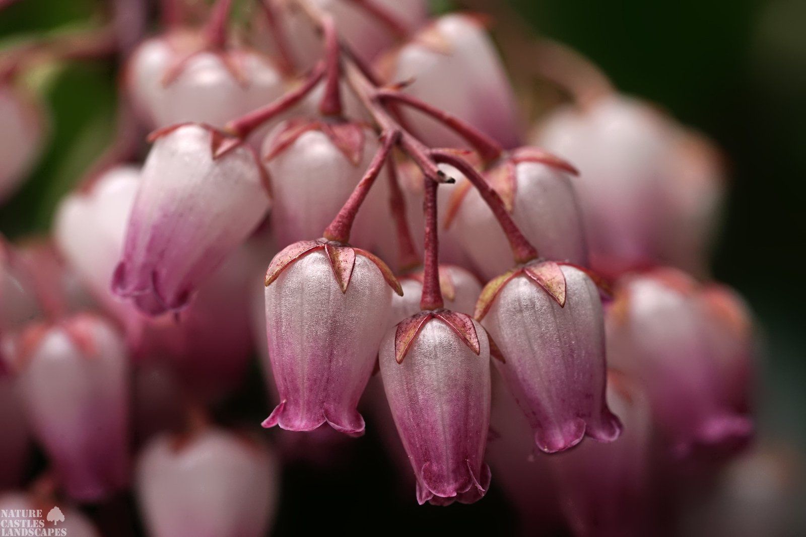 Pieris Japonica red white blossums