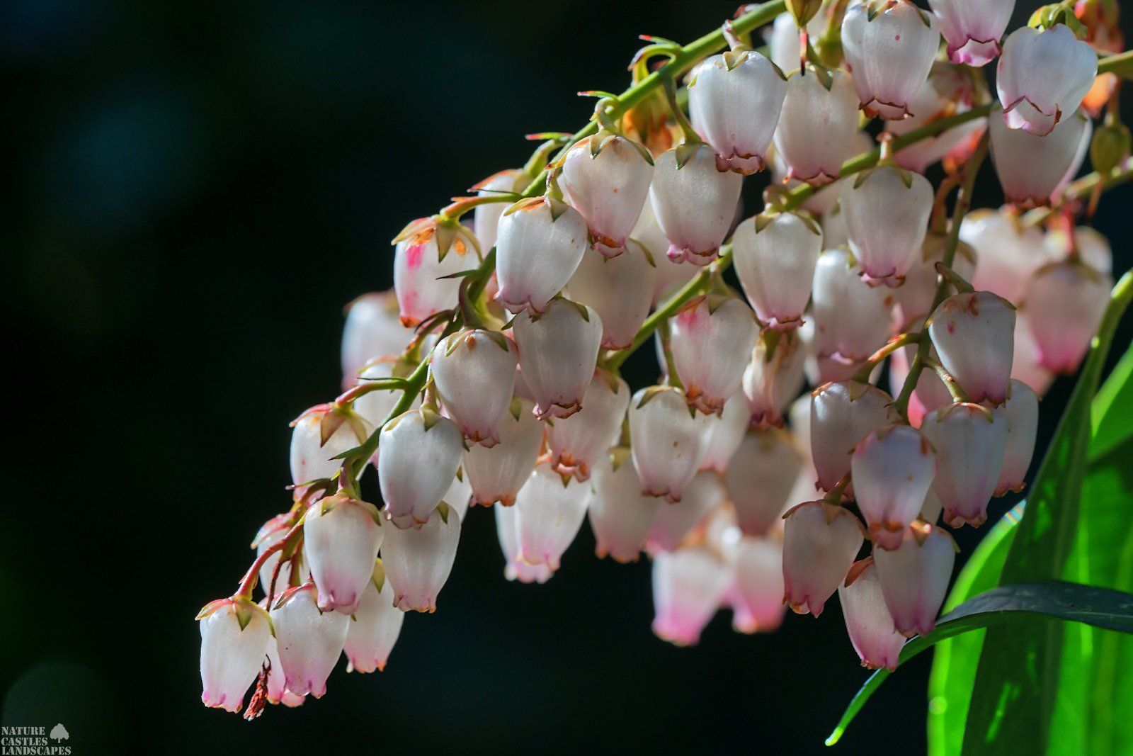 Pieris Japonica blossums in the morning