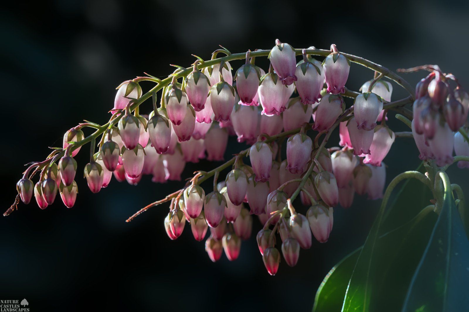 Pieris Japonica red white blossums at sunrise