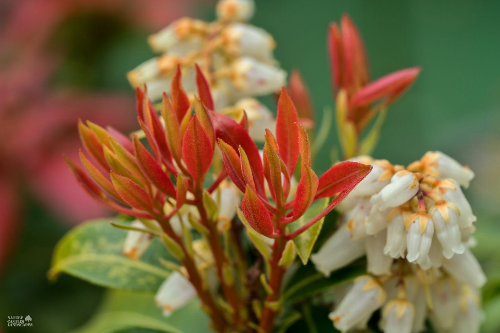 Pieris Japonica new groth
