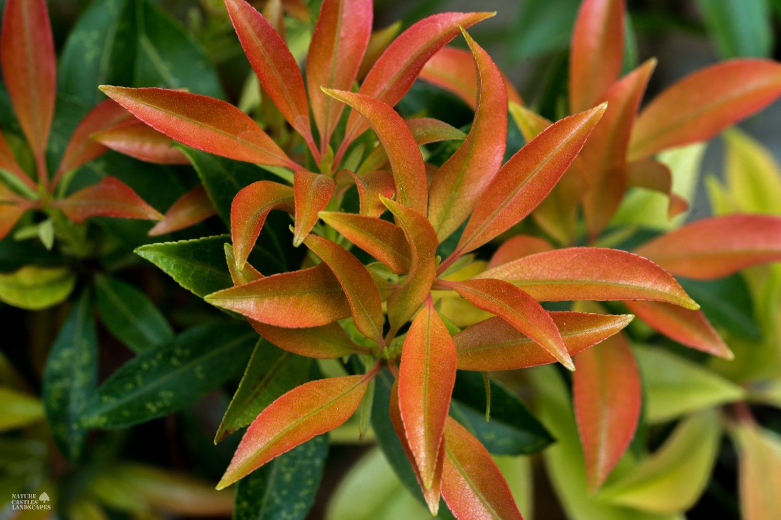 Pieris Japonica colourful new groth