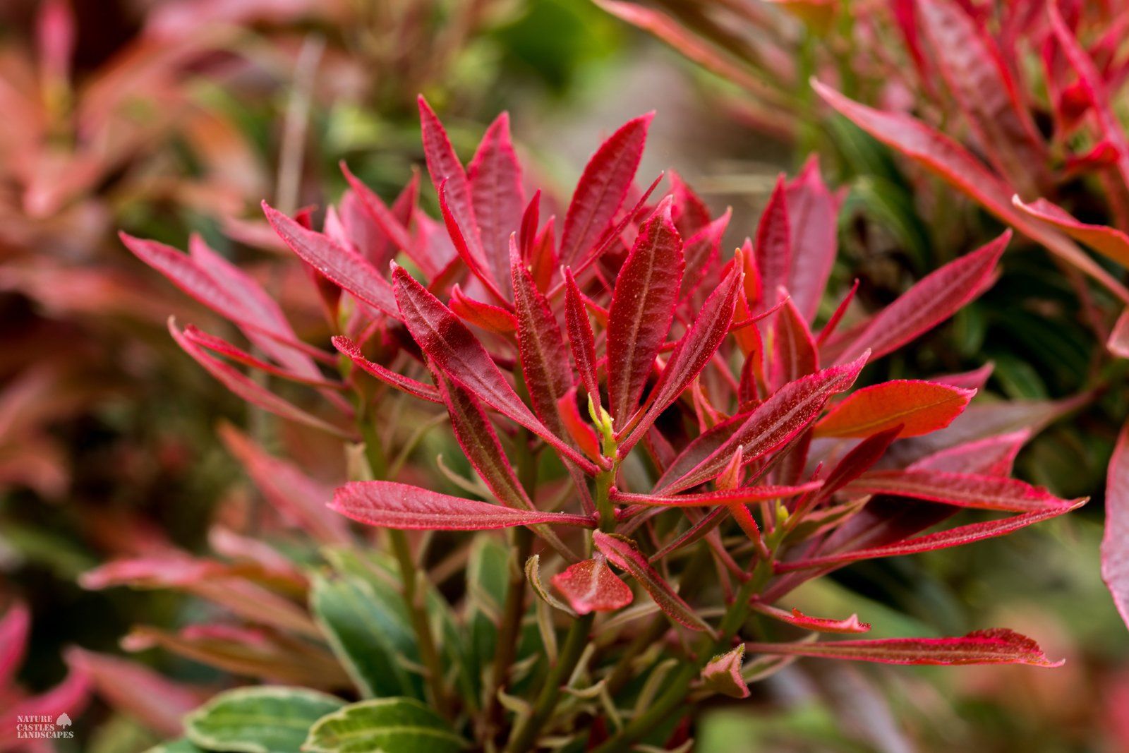 Pieris Japonica red new groth
