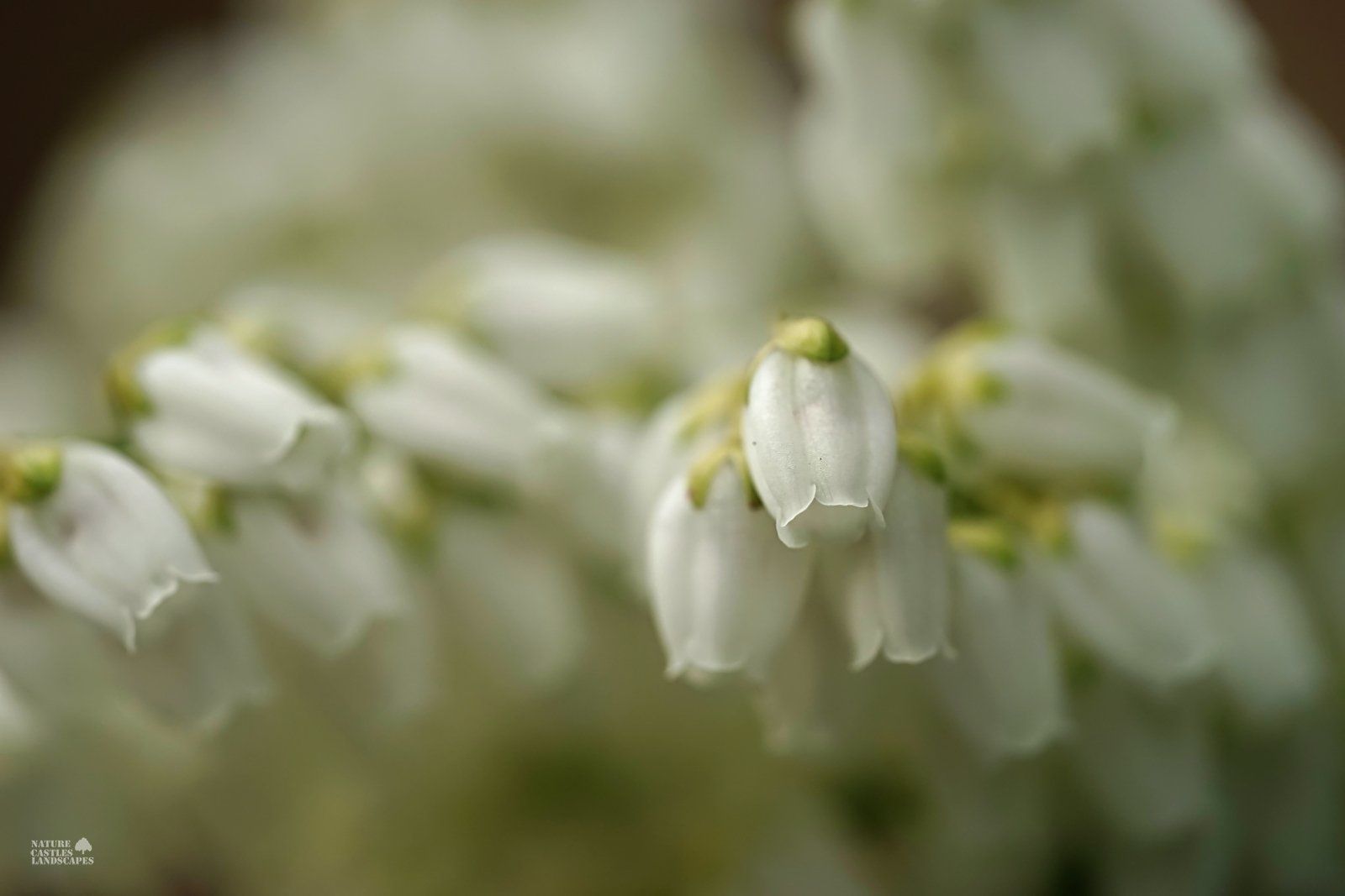 Pieris Japonica white blossums like a dream