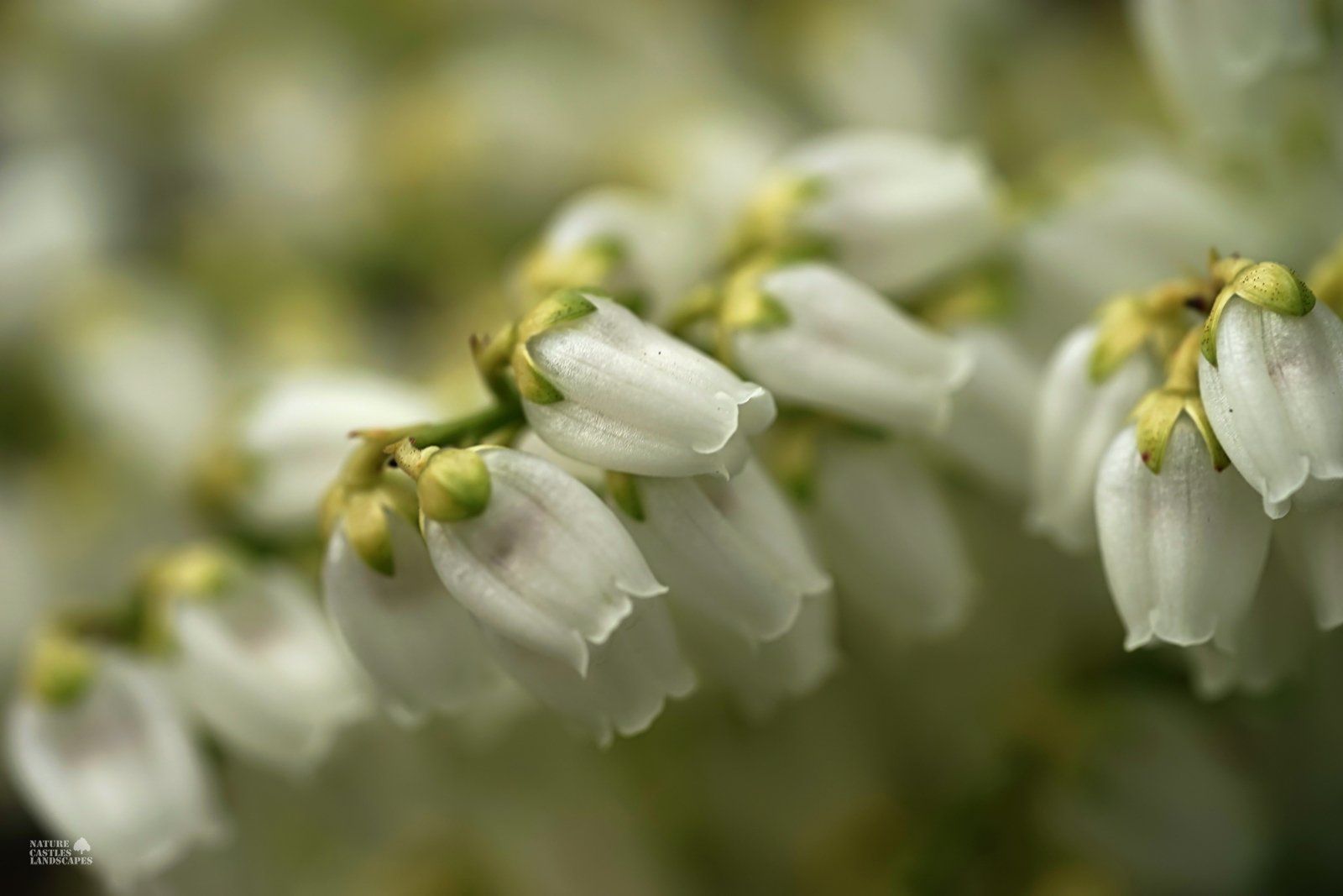 Pieris Japonica macro white flower