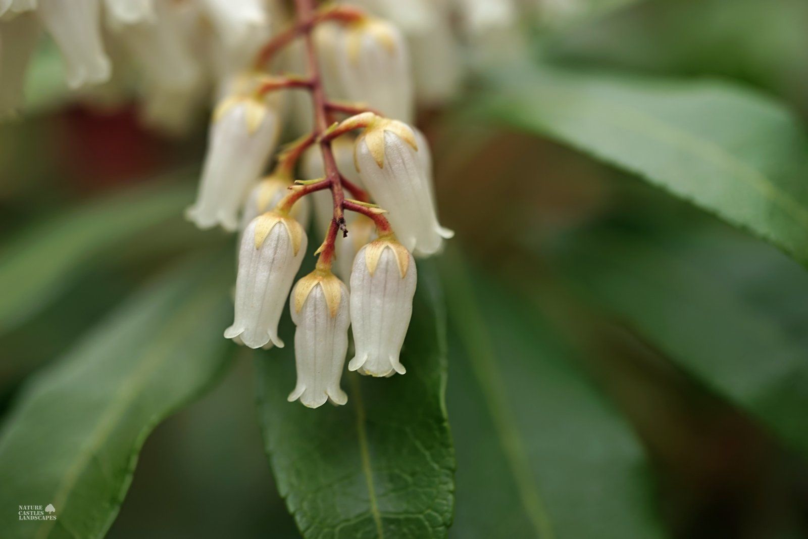 Pieris Japonica white flower before a green leaf