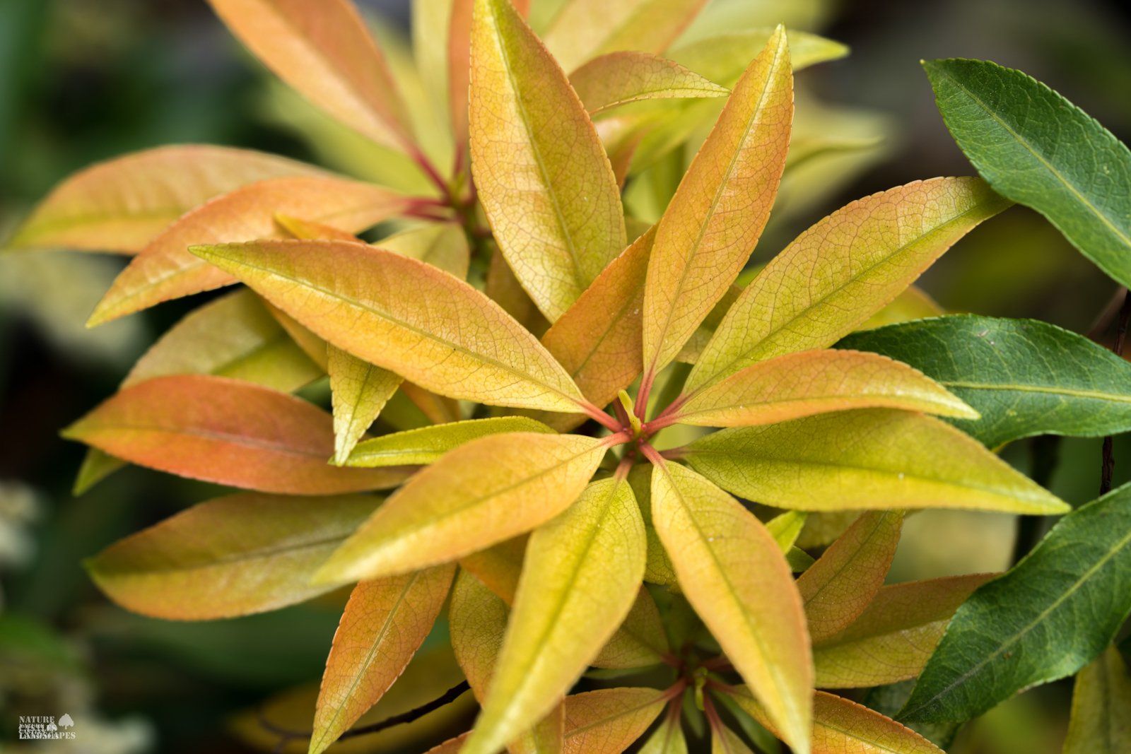 Pieris Japonica wonderful new groth