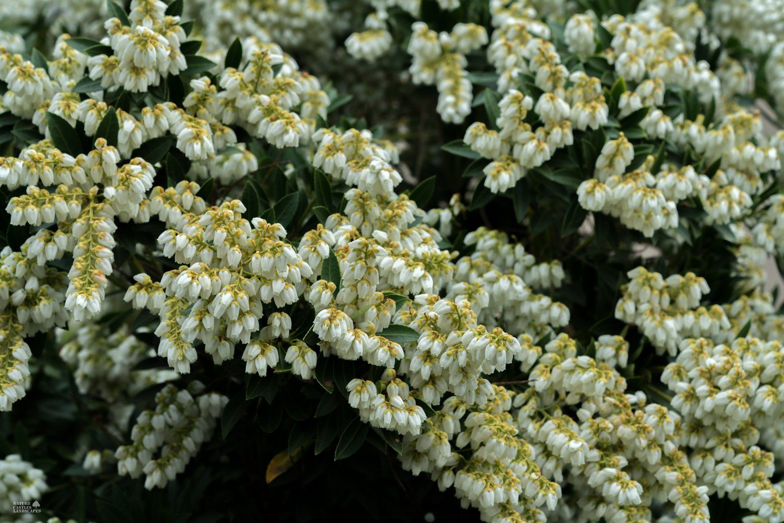Pieris Japonica hundreds of flowers