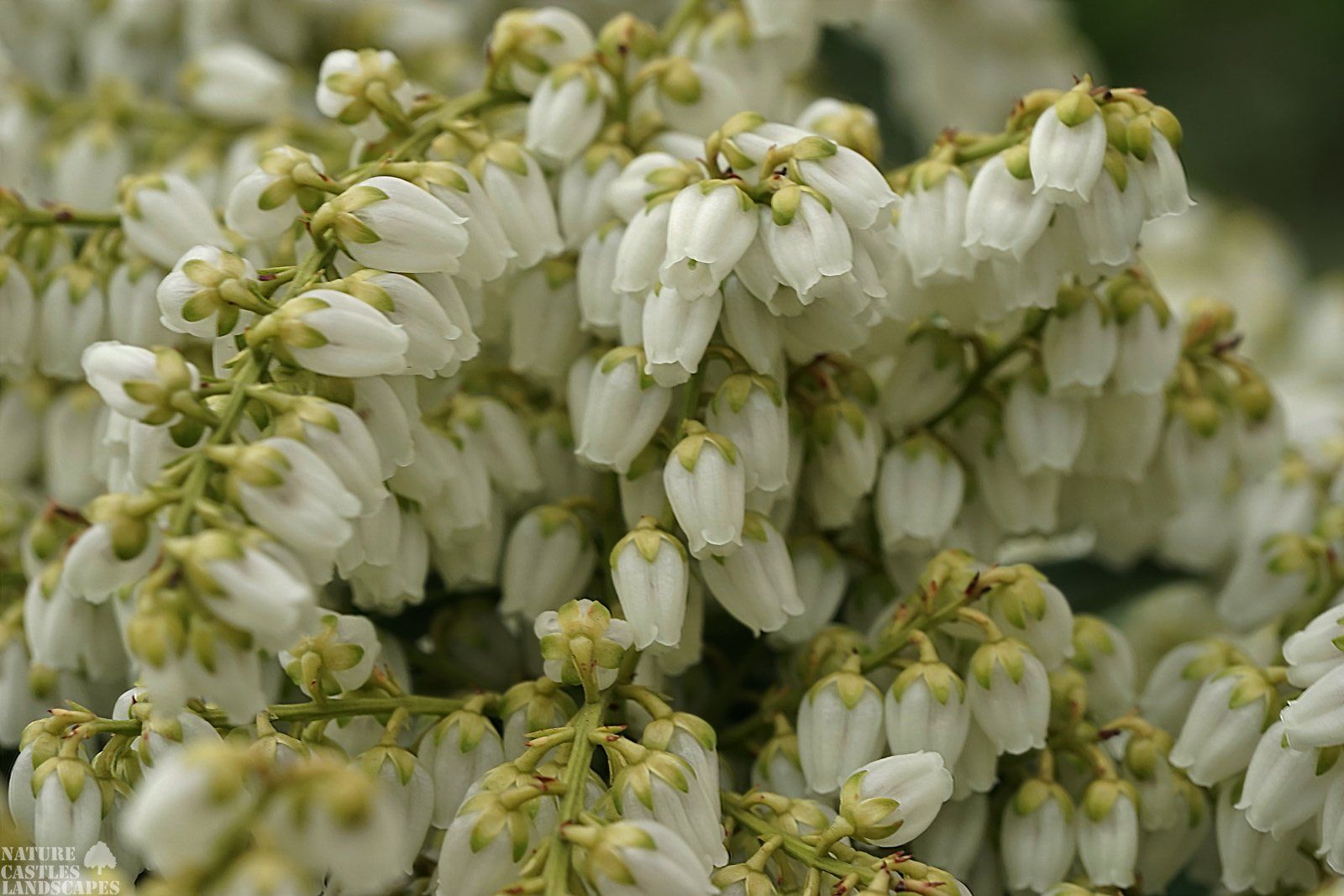 Pieris Japonica white wonderful blossums