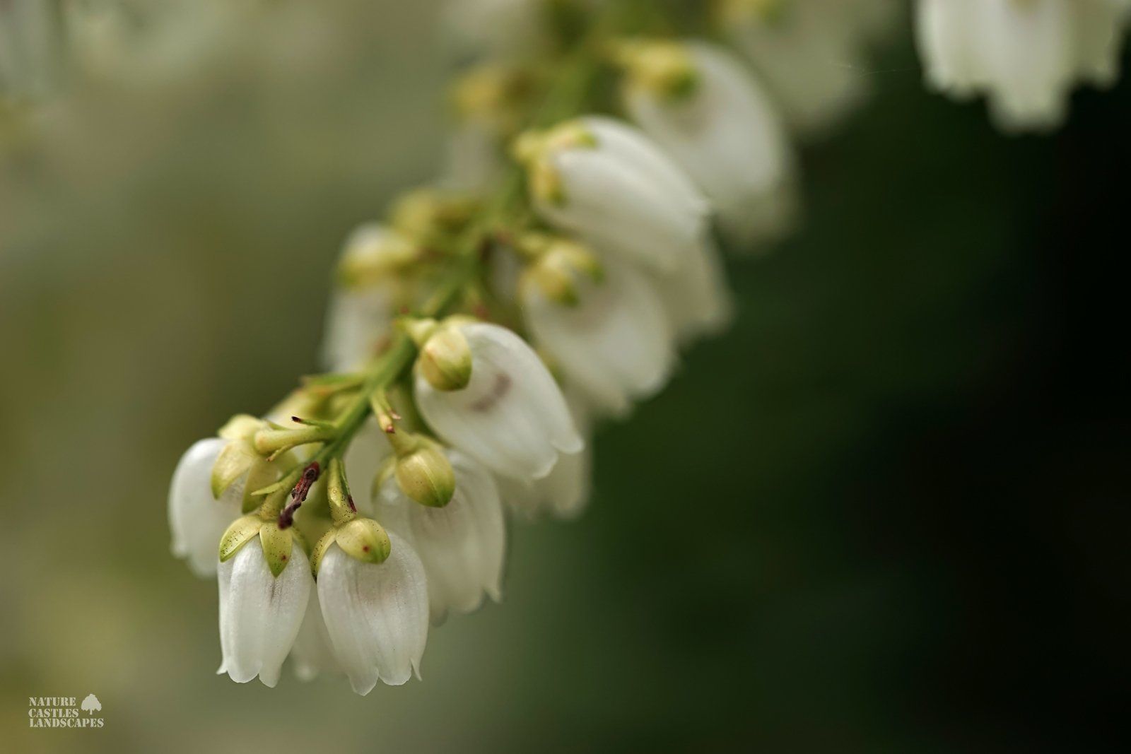 Pieris Japonica many white blossums
