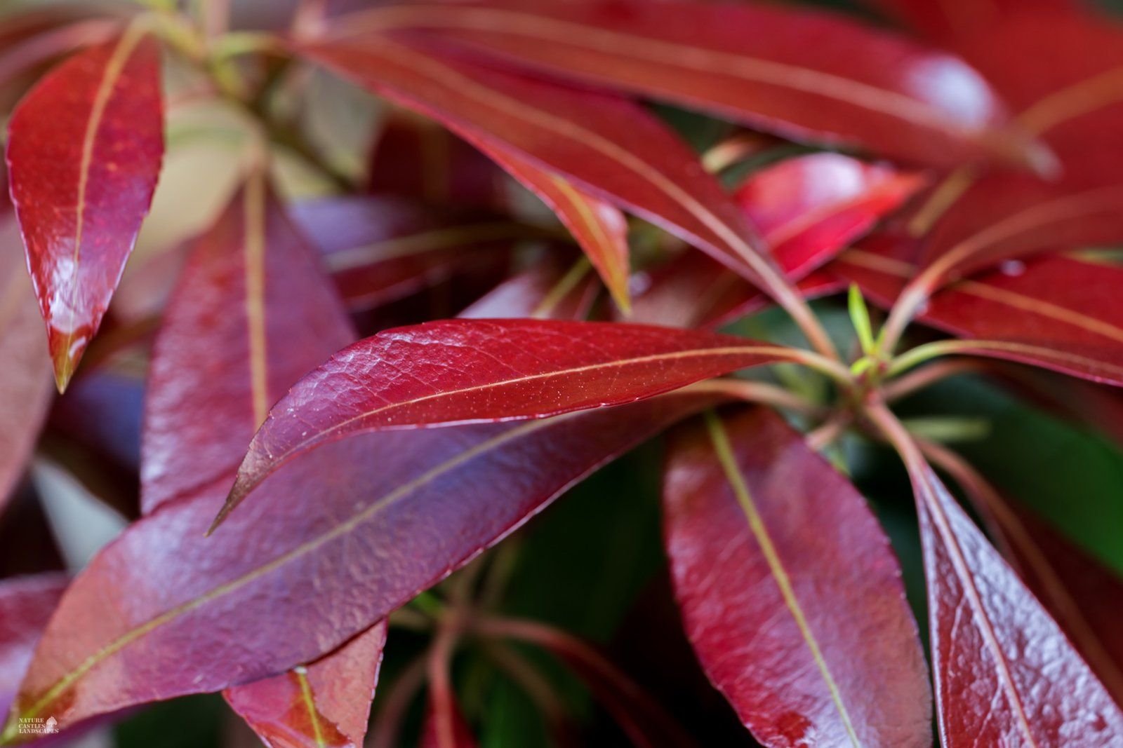 Pieris Japonica deep red new groth