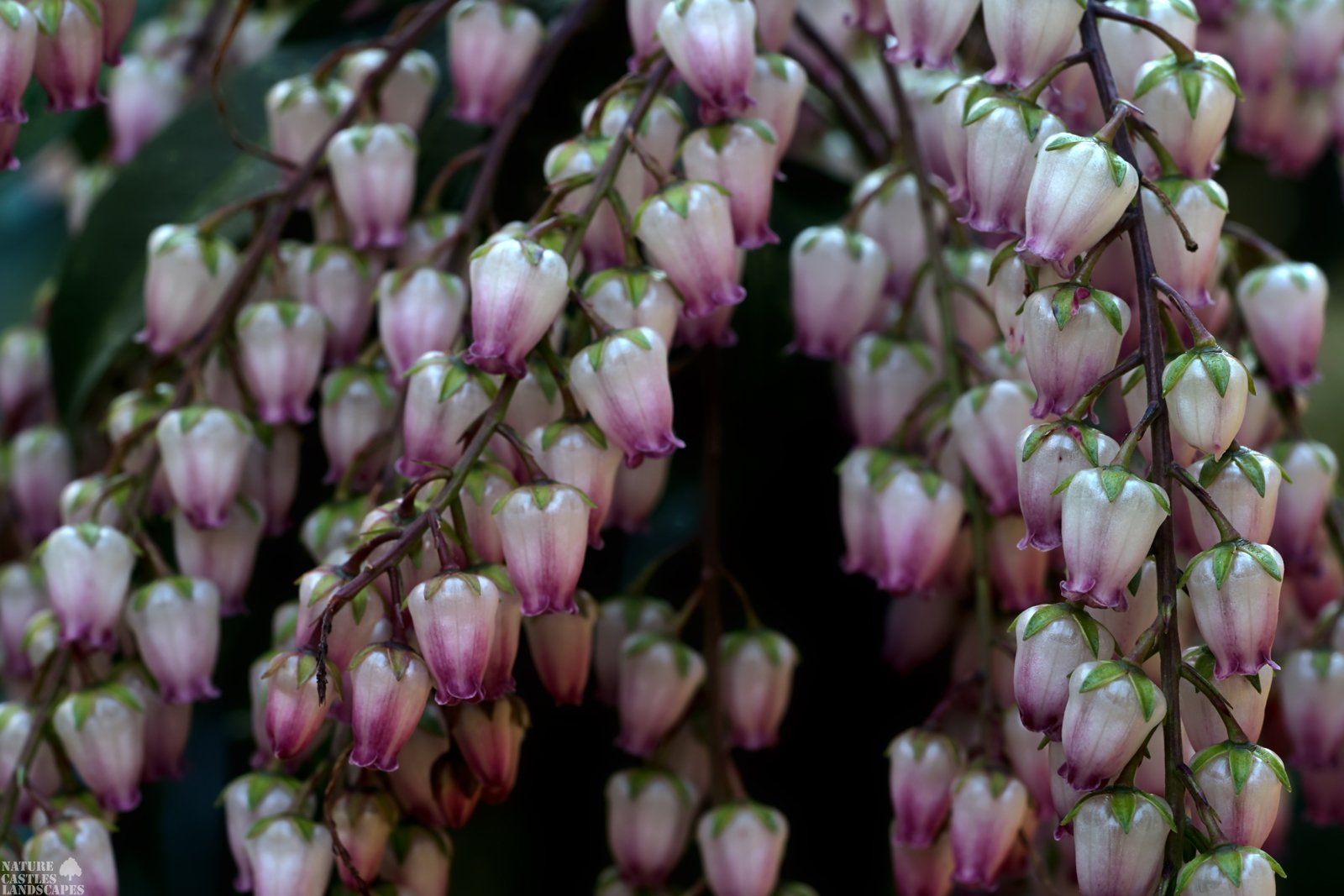 Pieris Japonica many red white blossums