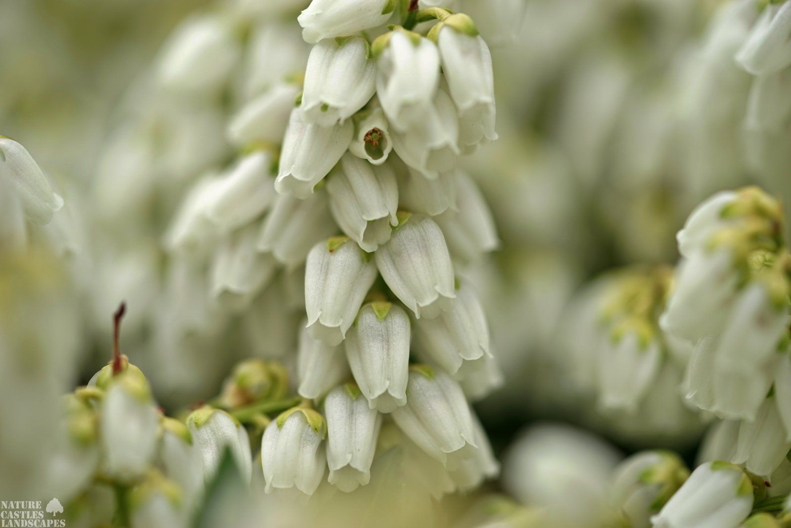 Pieris Japonica macro white flowers