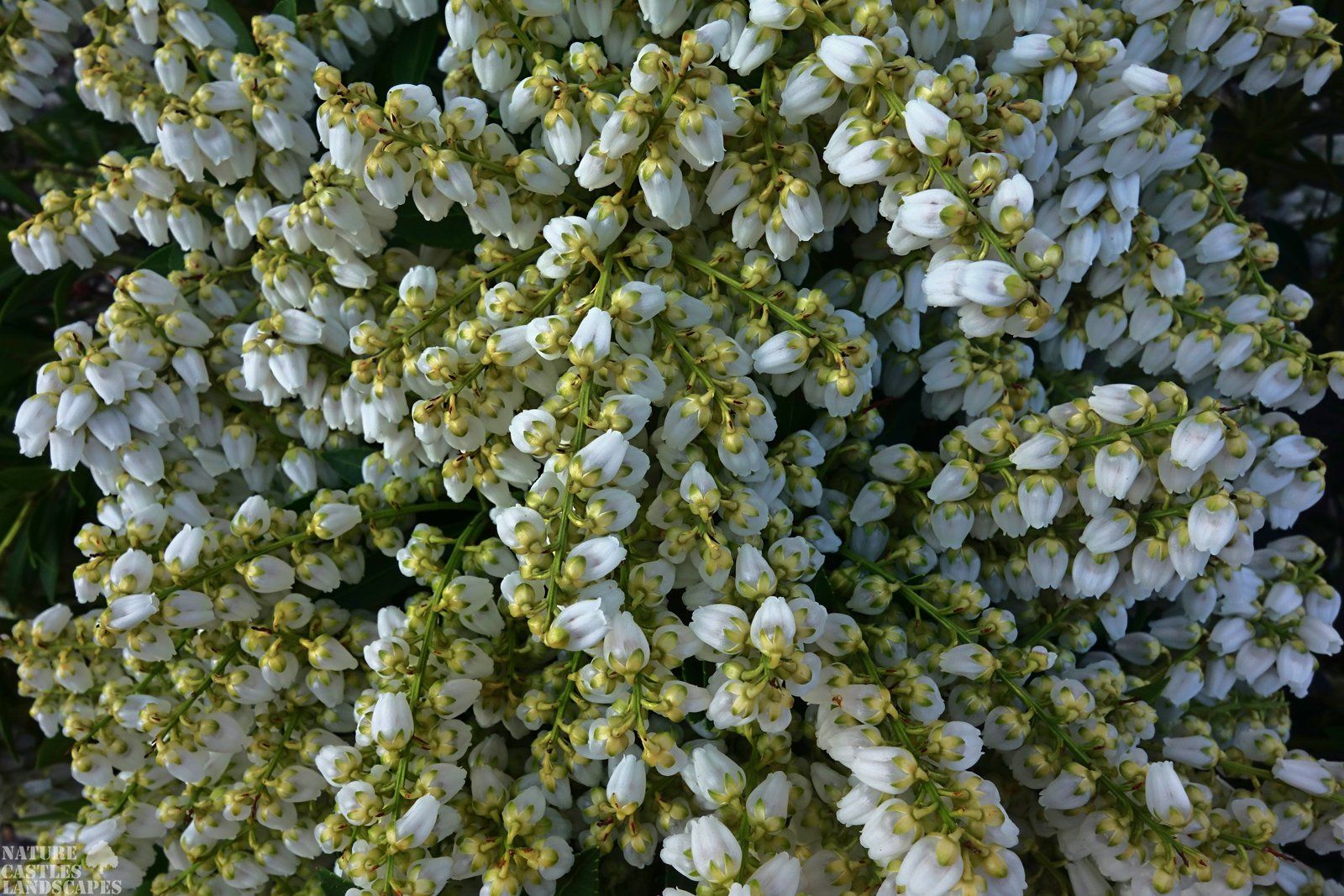 Pieris Japonica blossums top view