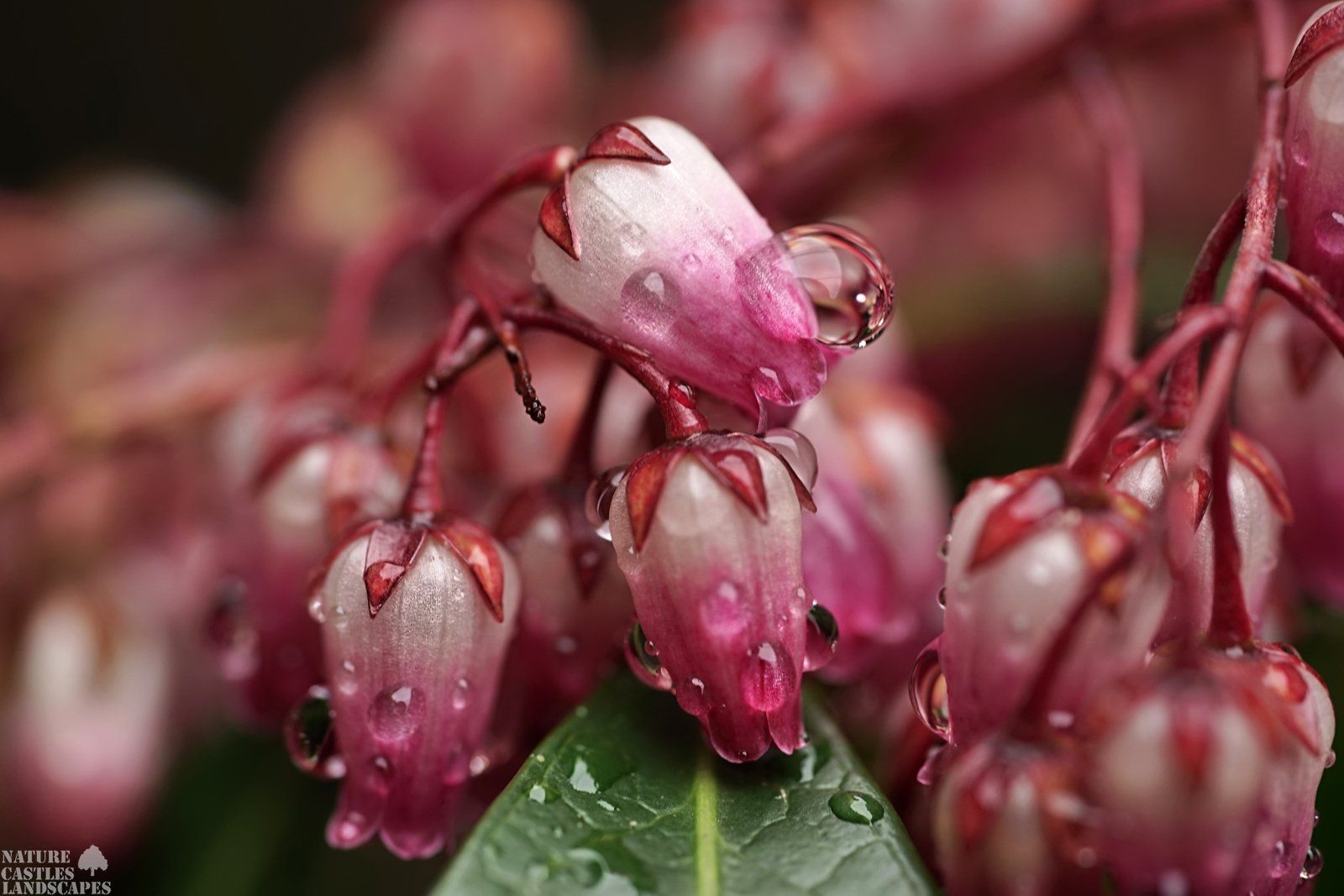 Pieris Japonica red white blossums and raindrops