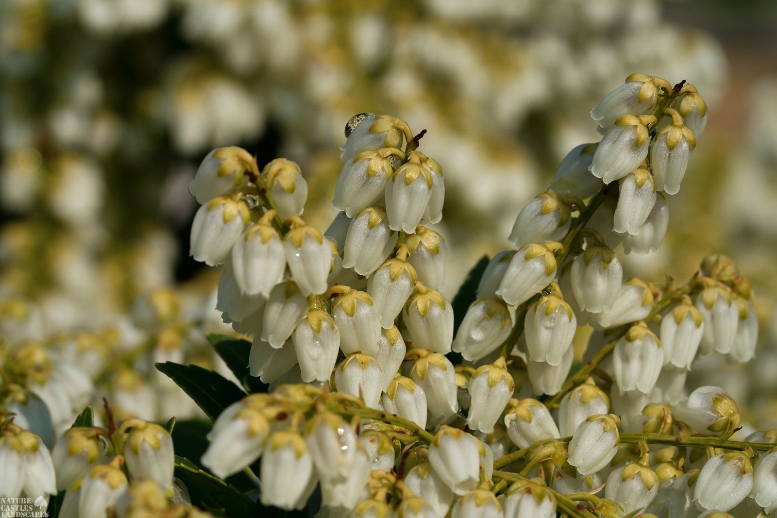 Pieris Japonica silver blossums