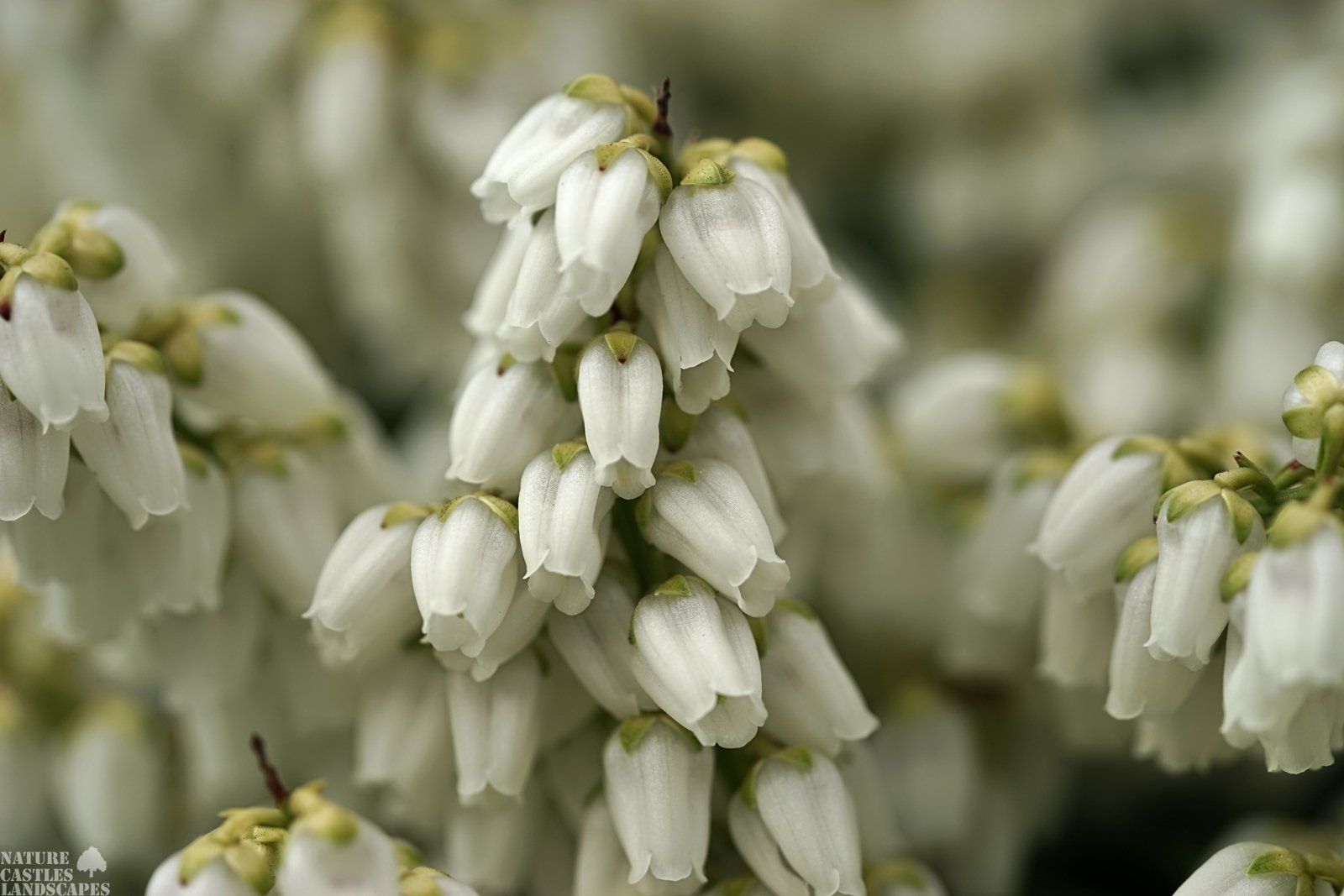 Pieris Japonica white blossum picture