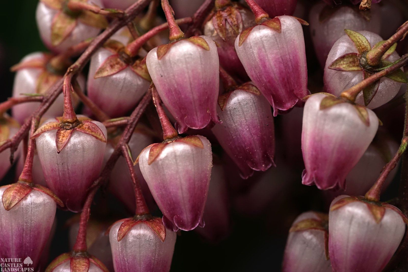 Pieris Japonica macro red white blossums