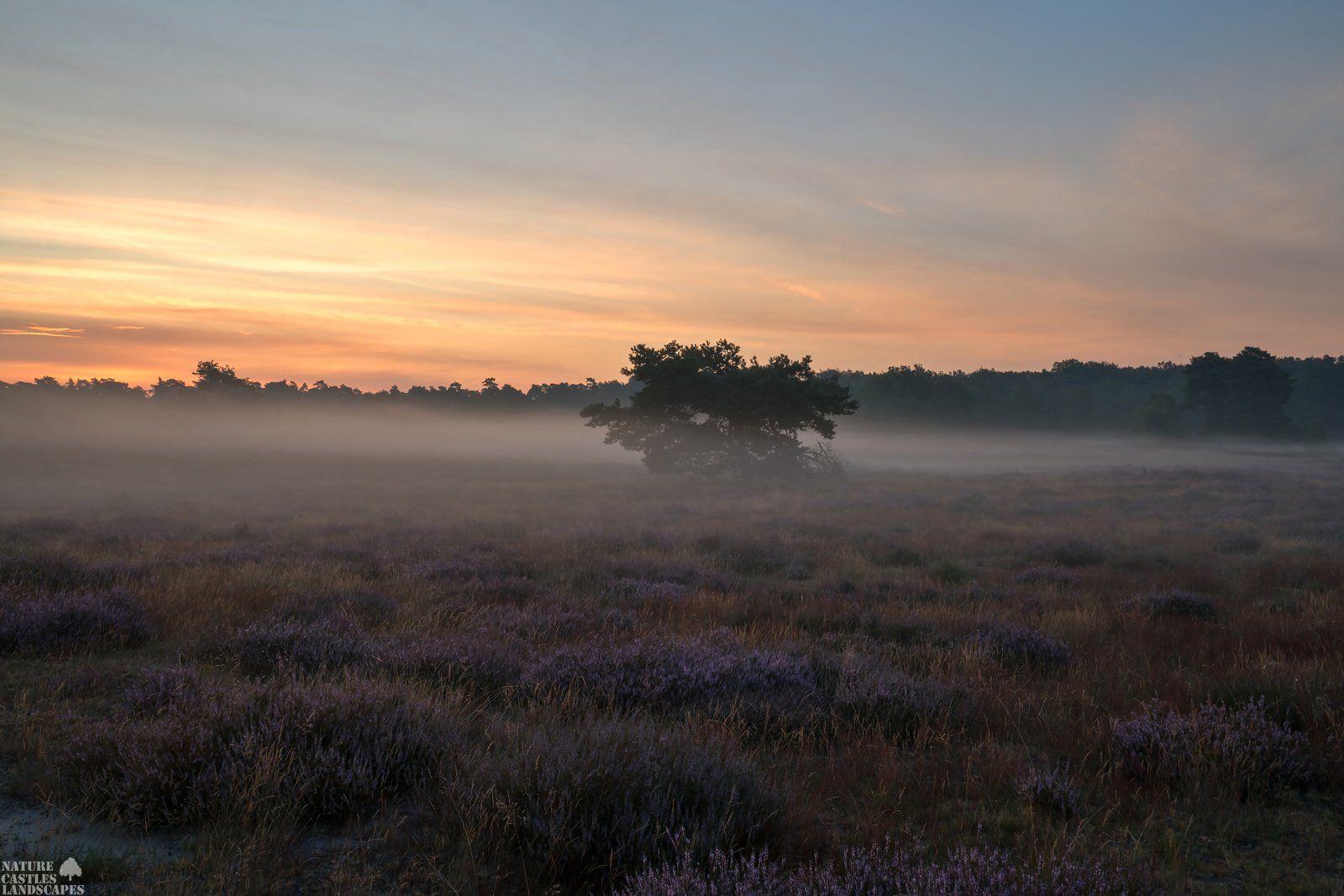 sunrise in the westruper heathland