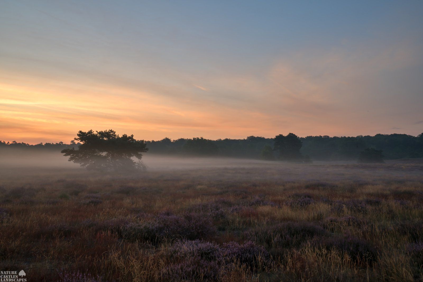 nebeliger sonnenaufgang in der westruper heide