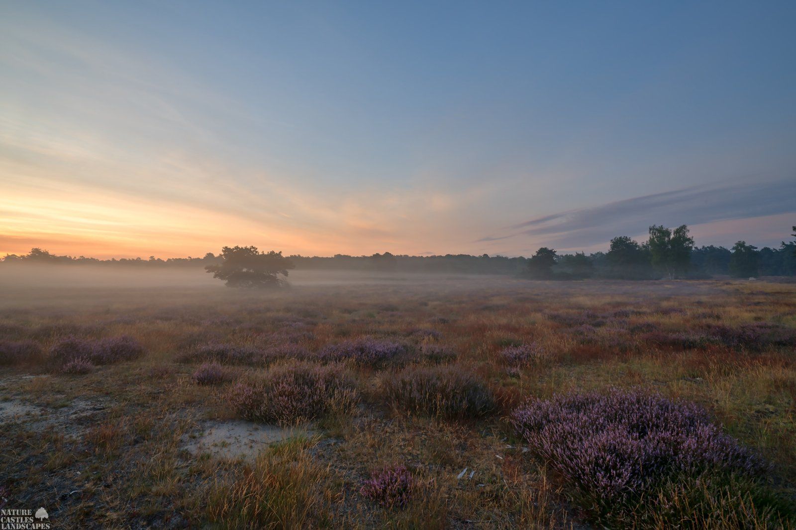 idyllischer sonnenaufgang in der westruper heide