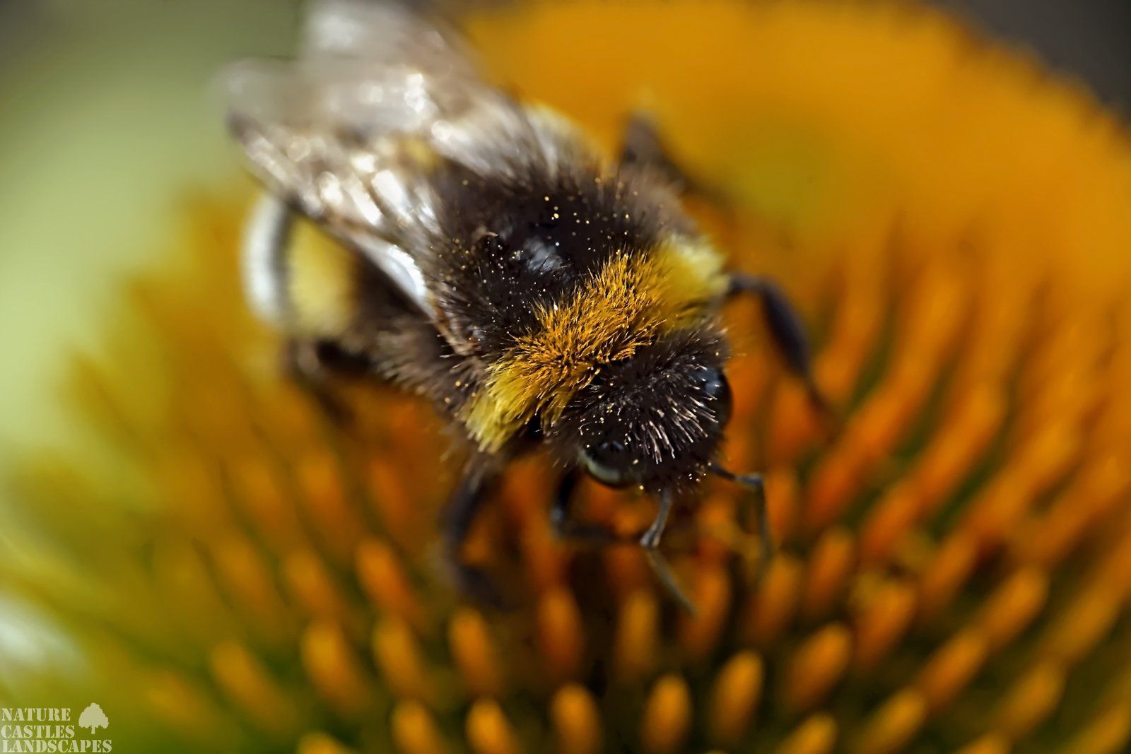 hummel bei der arbeit