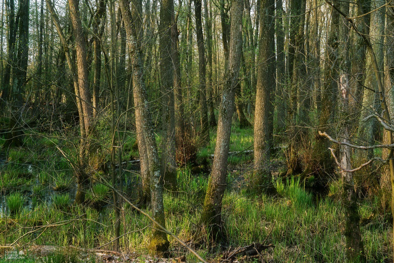 bog forest in the swamp in the late afternoon