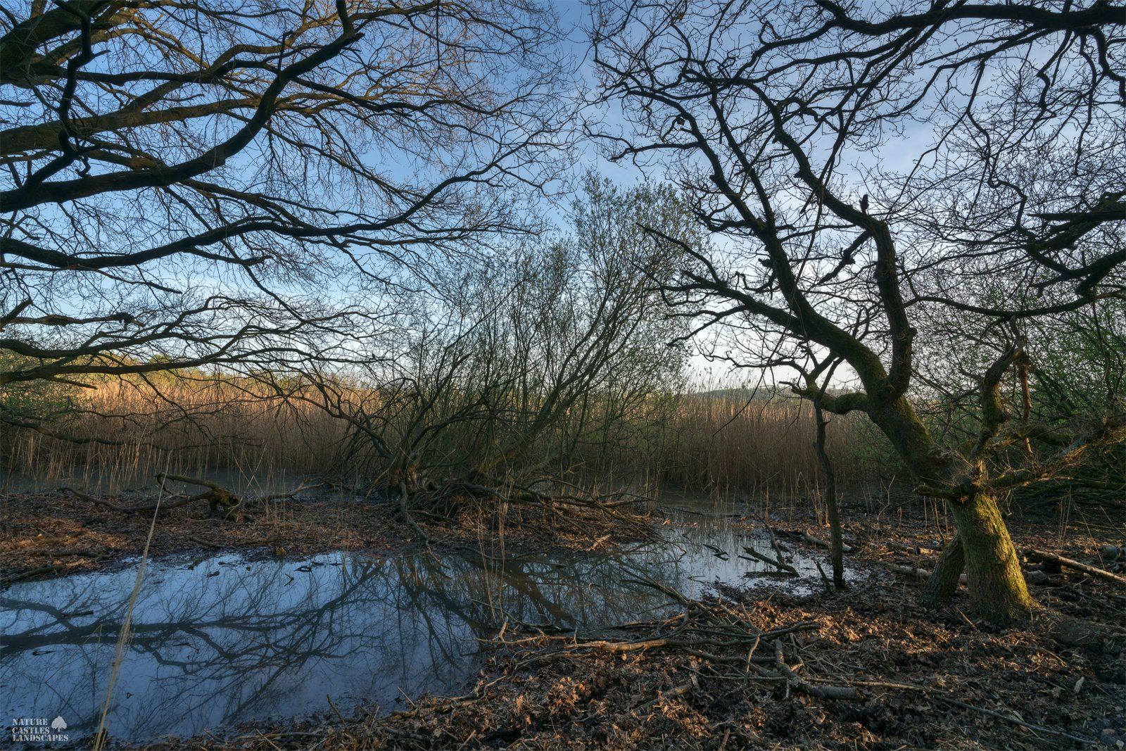 view the shore of the old fishpond