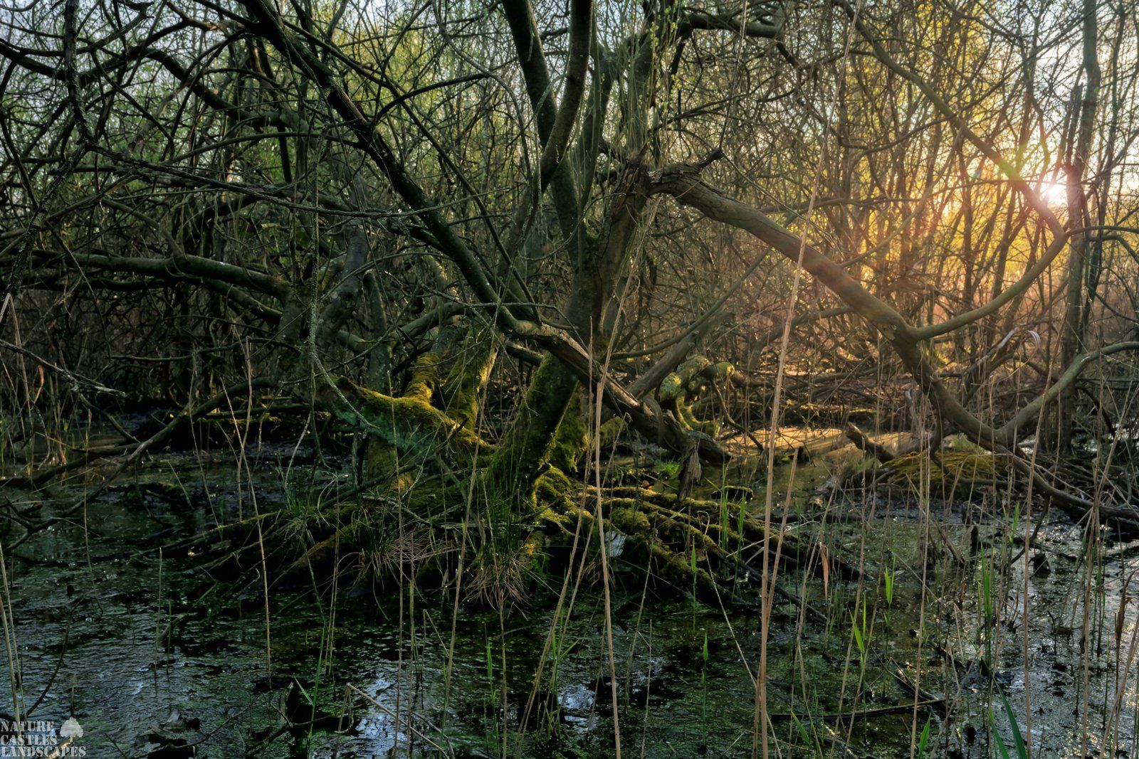 picturesque sunset in the swamp