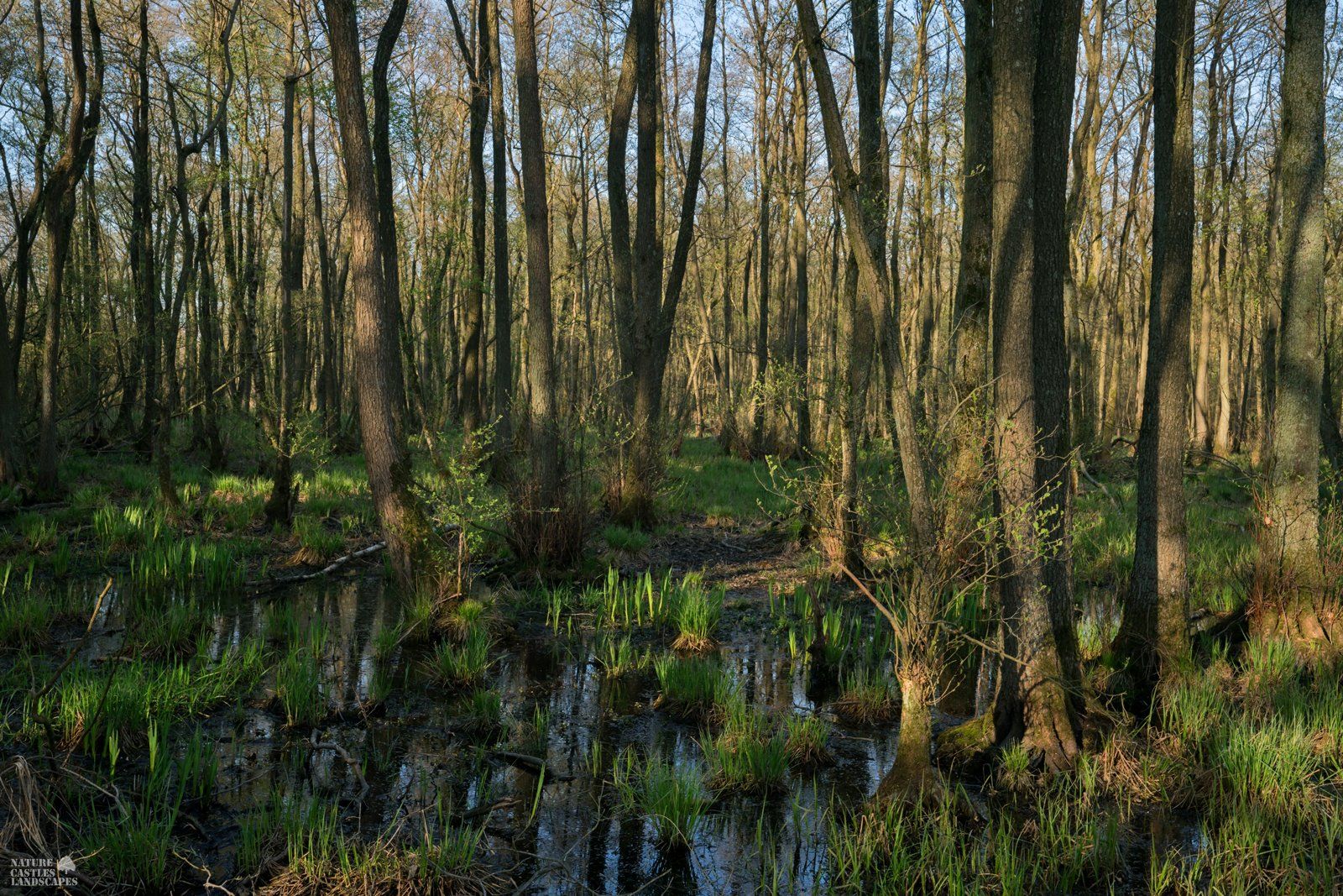 Trees in the bog in the late afternoon