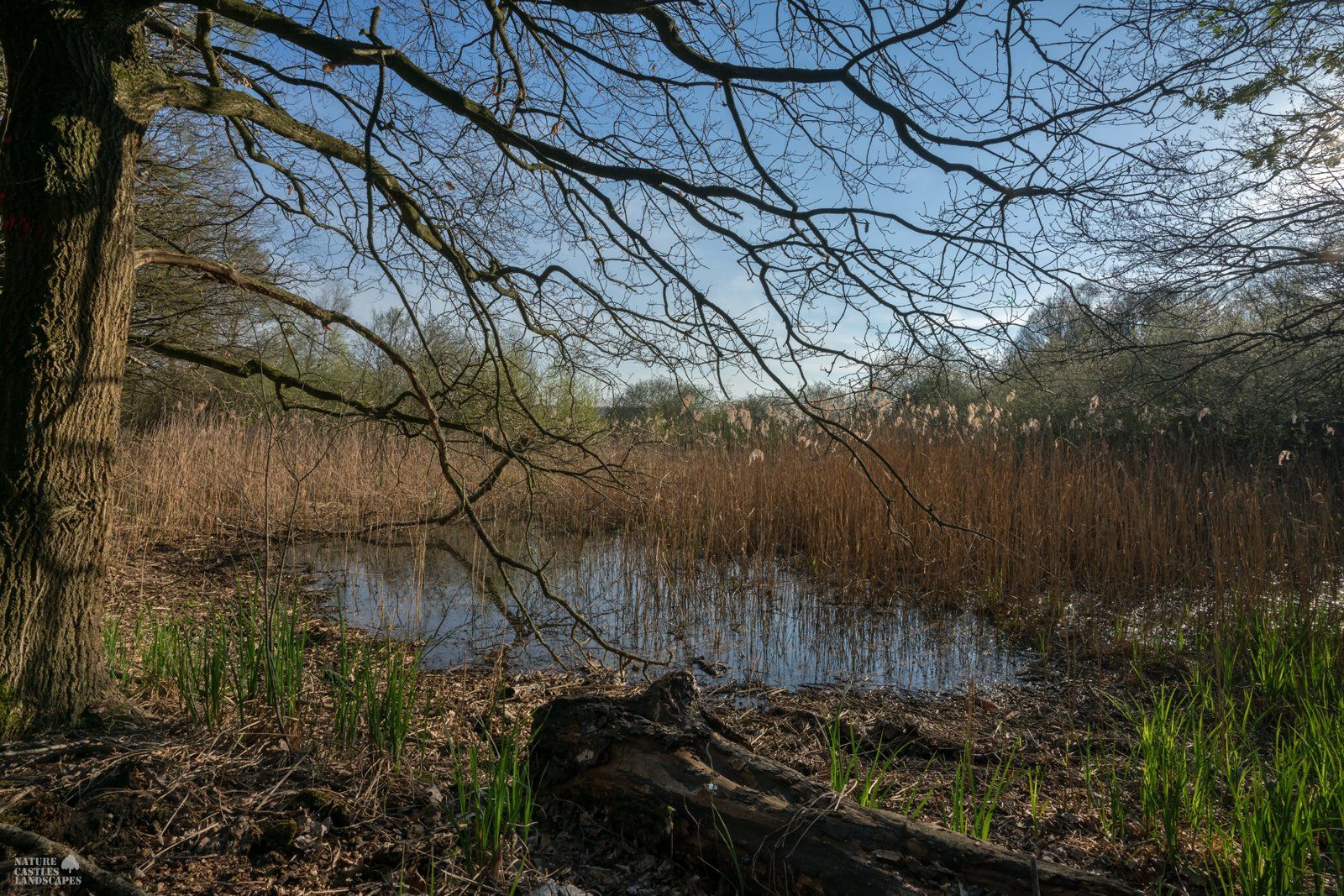small pond in the swamp