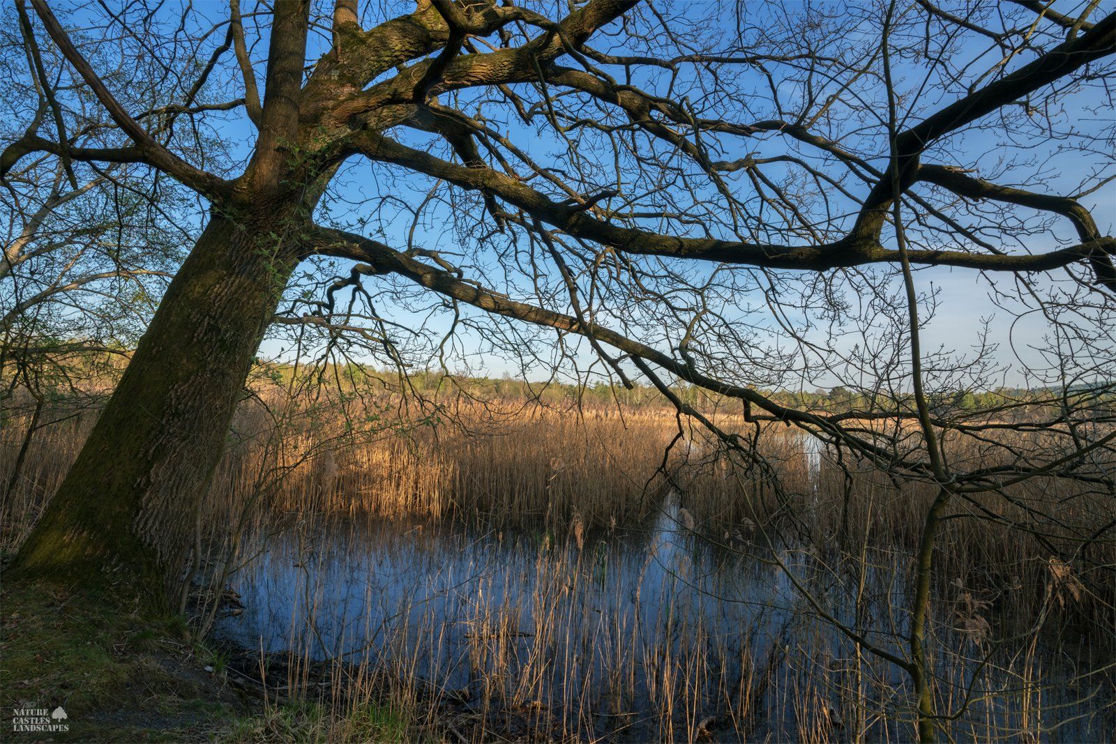 crooked tree in the swamp in germany