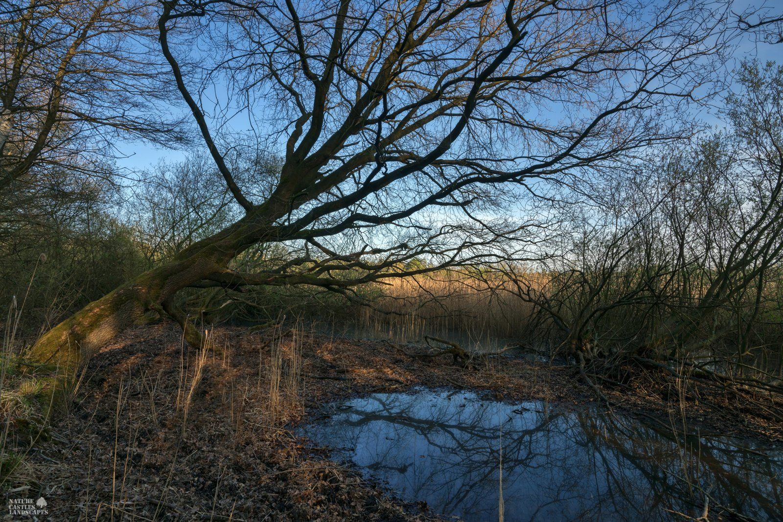 sloping trees in the swamp in germany
