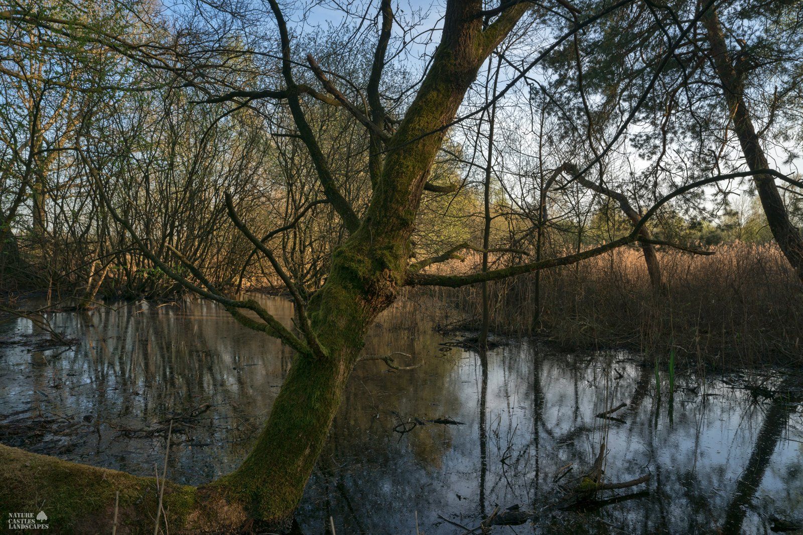 Obliquely grown tree in swamp overgrown with moss