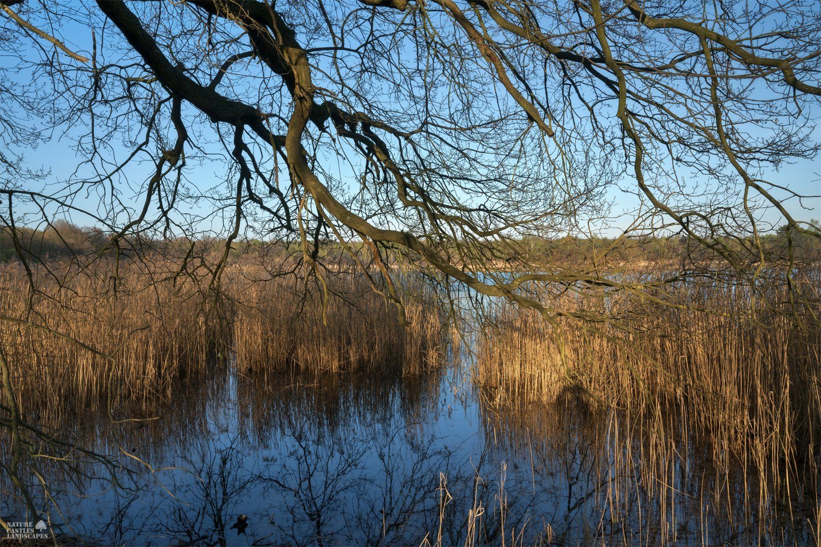 view of the old fish pond in spring