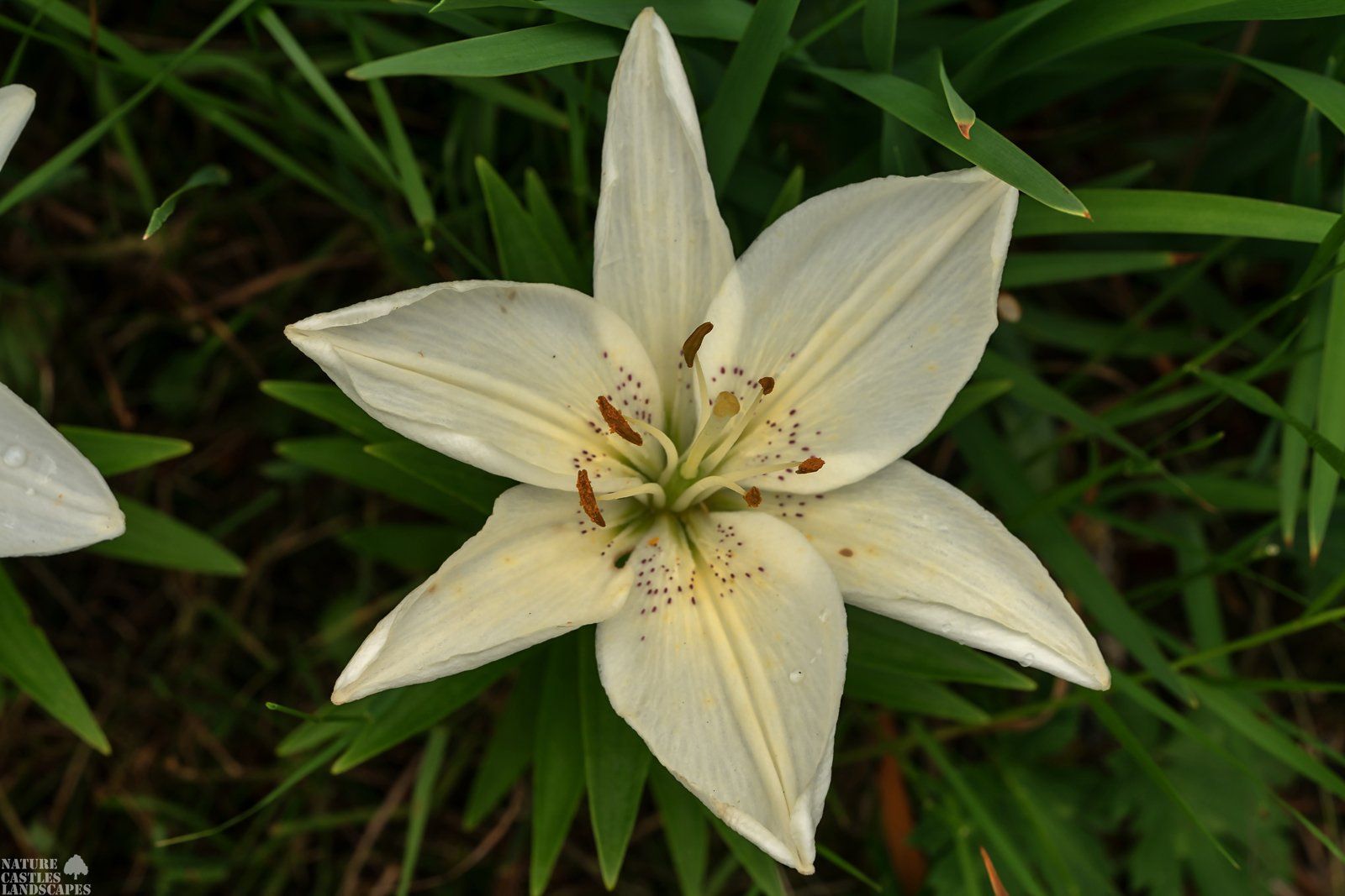 weisse lilie draufsicht