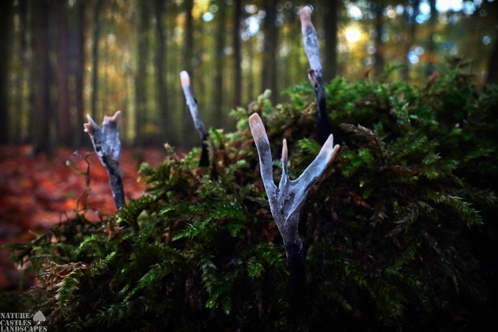Clavaria auf einem baumstamm