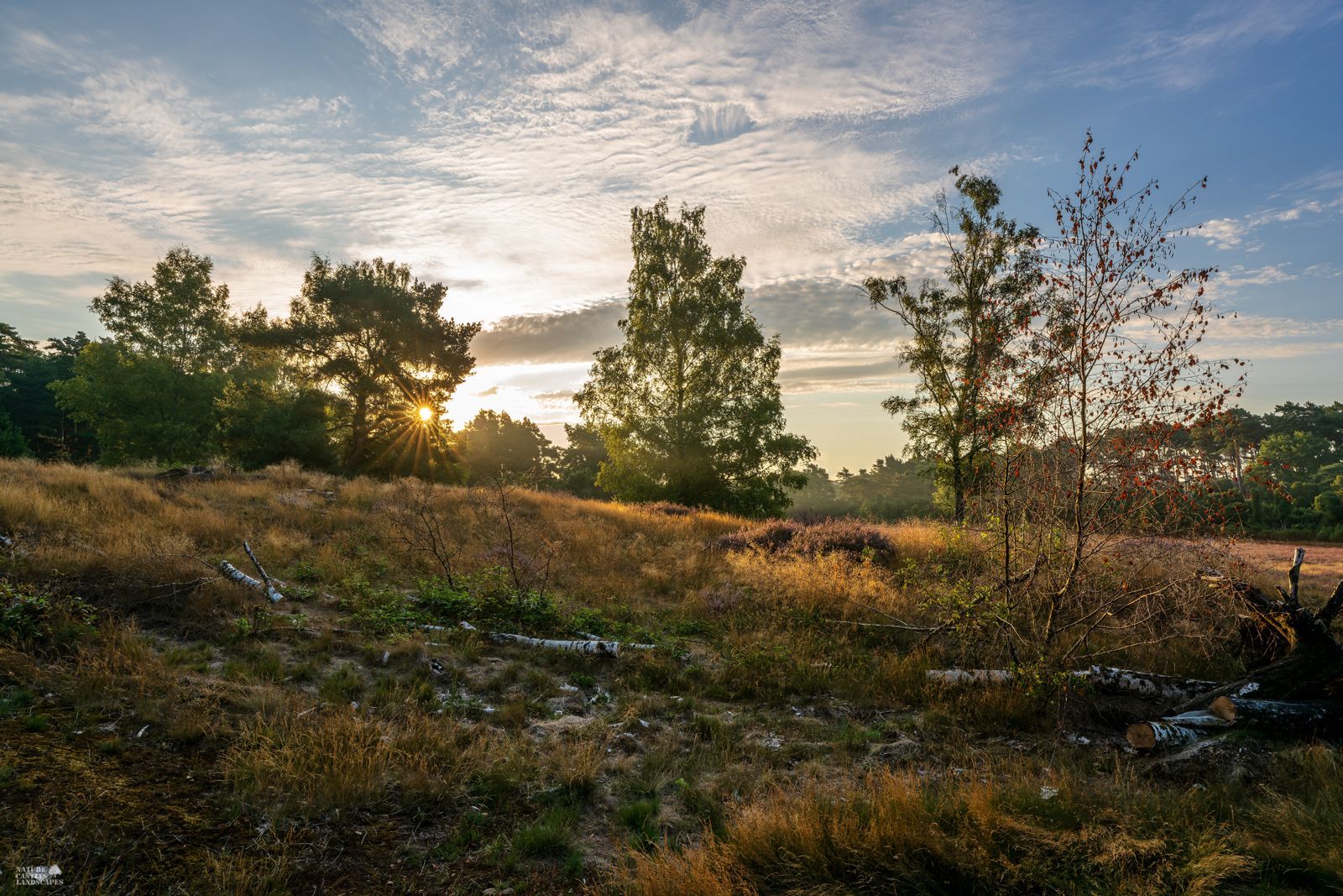 various trees in the Westruper Heide in the early morning