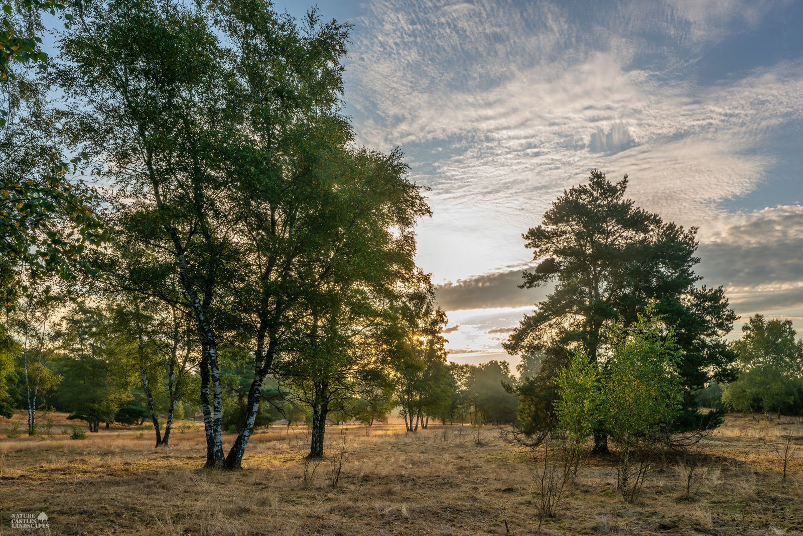 Birch trees on a dry meadow in the Westruper Heath in the early morning