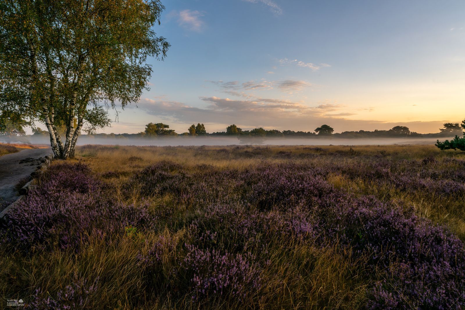 colorful Landscape in the early morning in the Westruper Heide