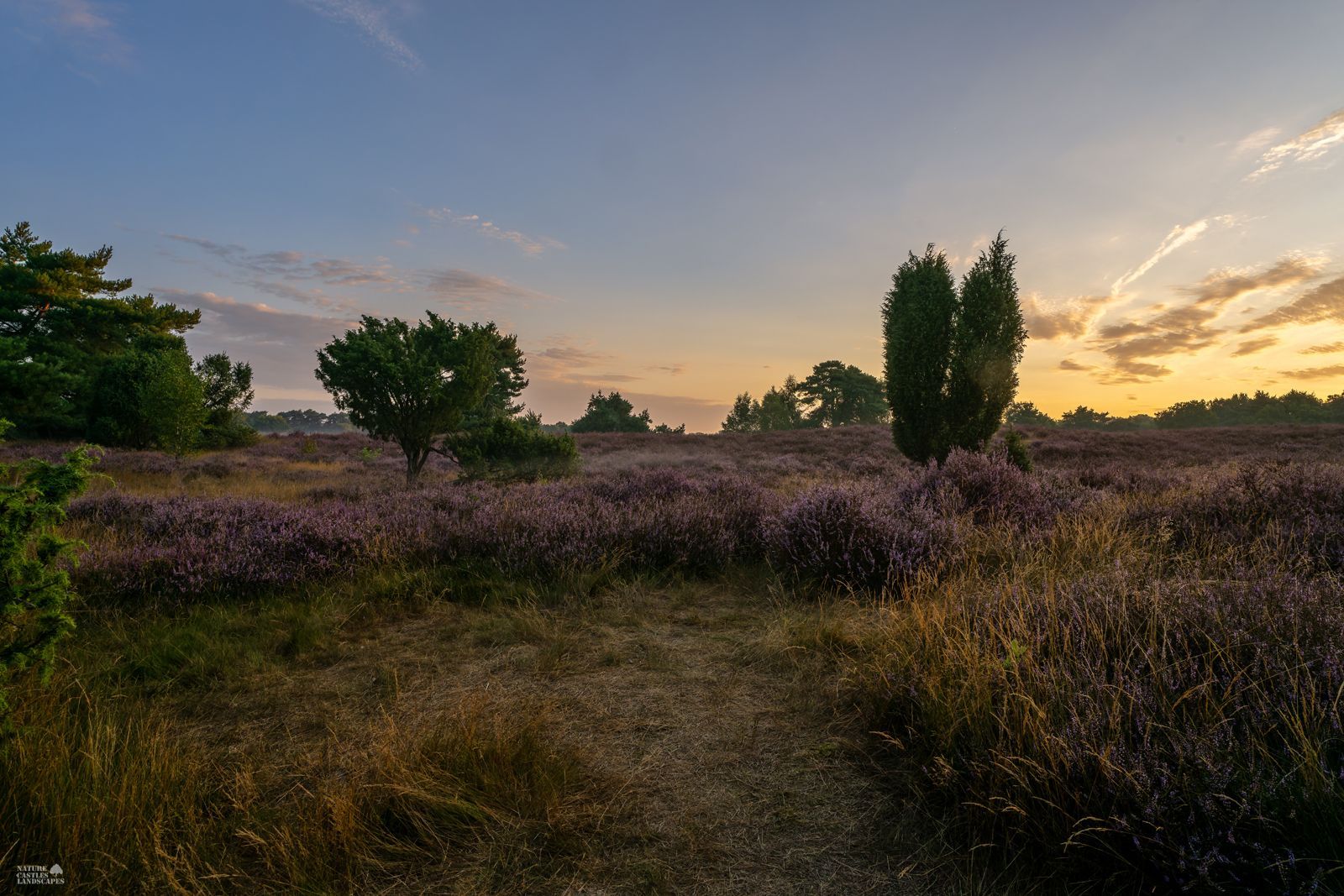 Landscape in the early morning in the Westruper Heide