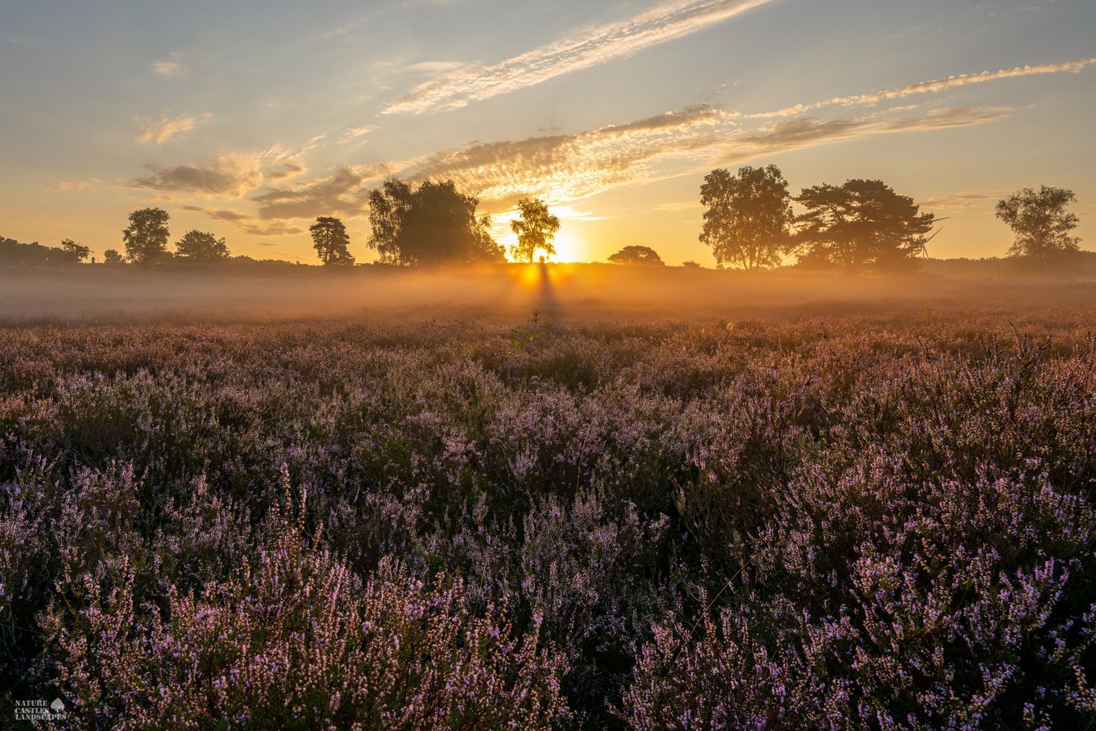 Wonderful colors in the Westruper Heide in the early morning
